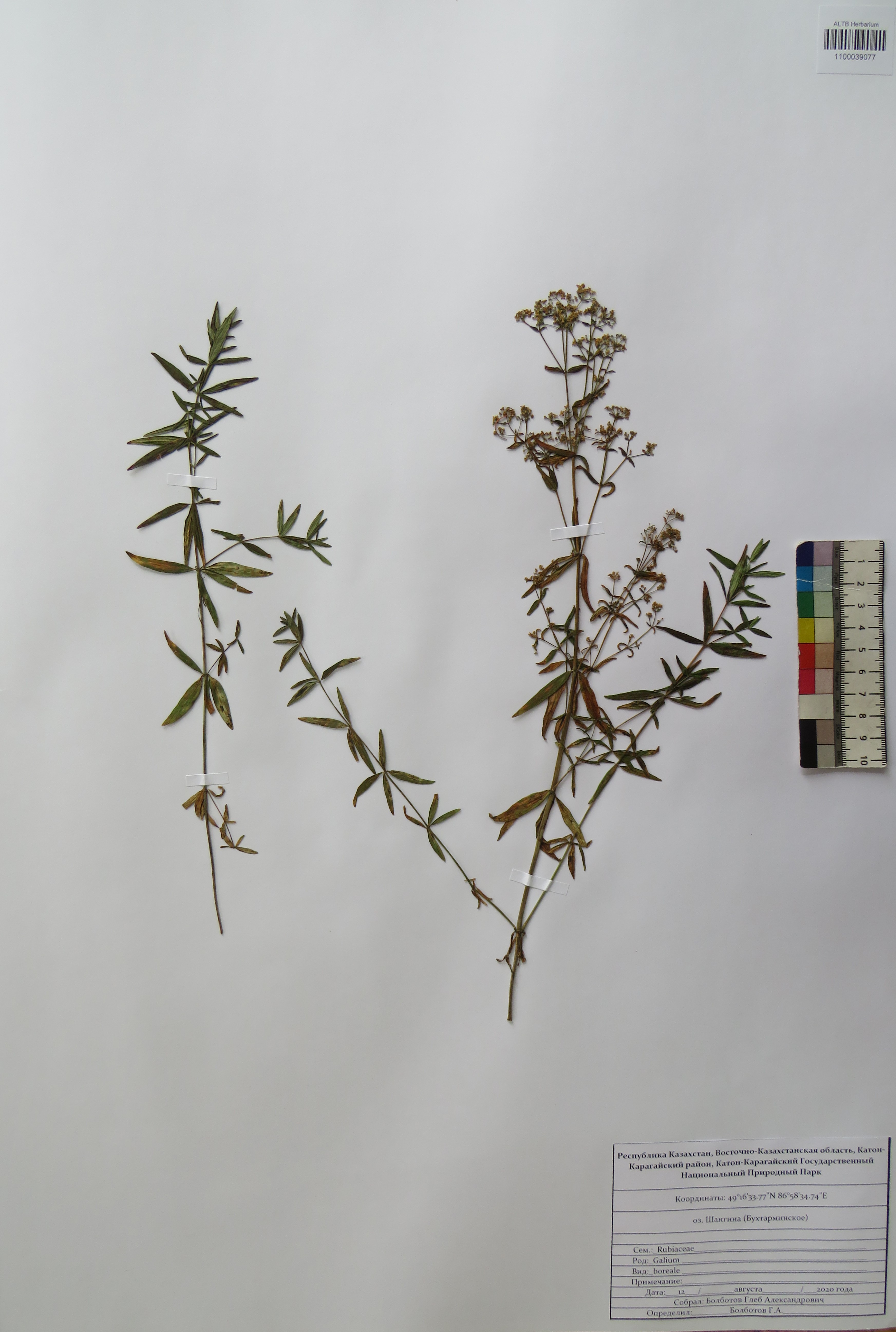 Galium boreale L.