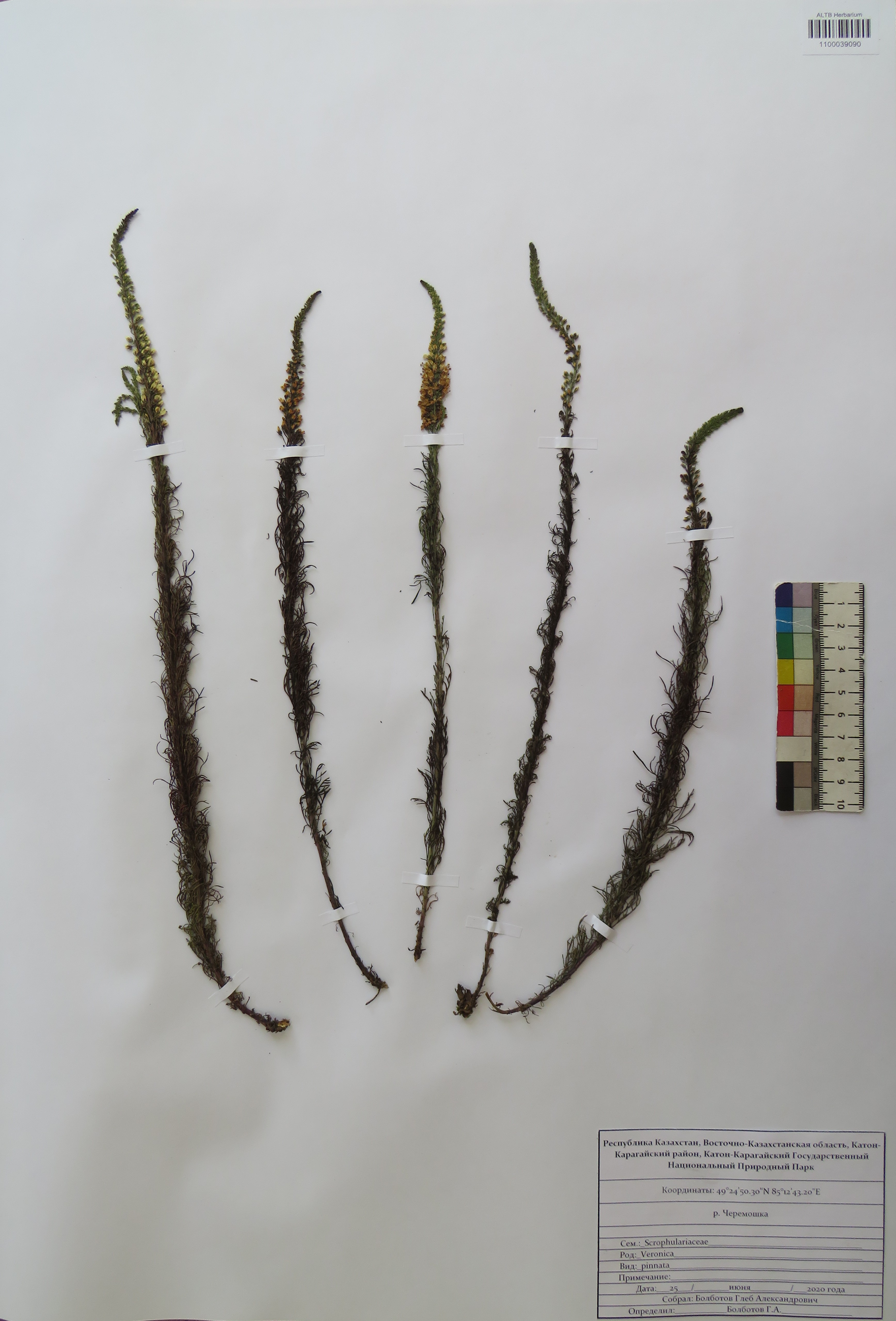 Veronica pinnata L.