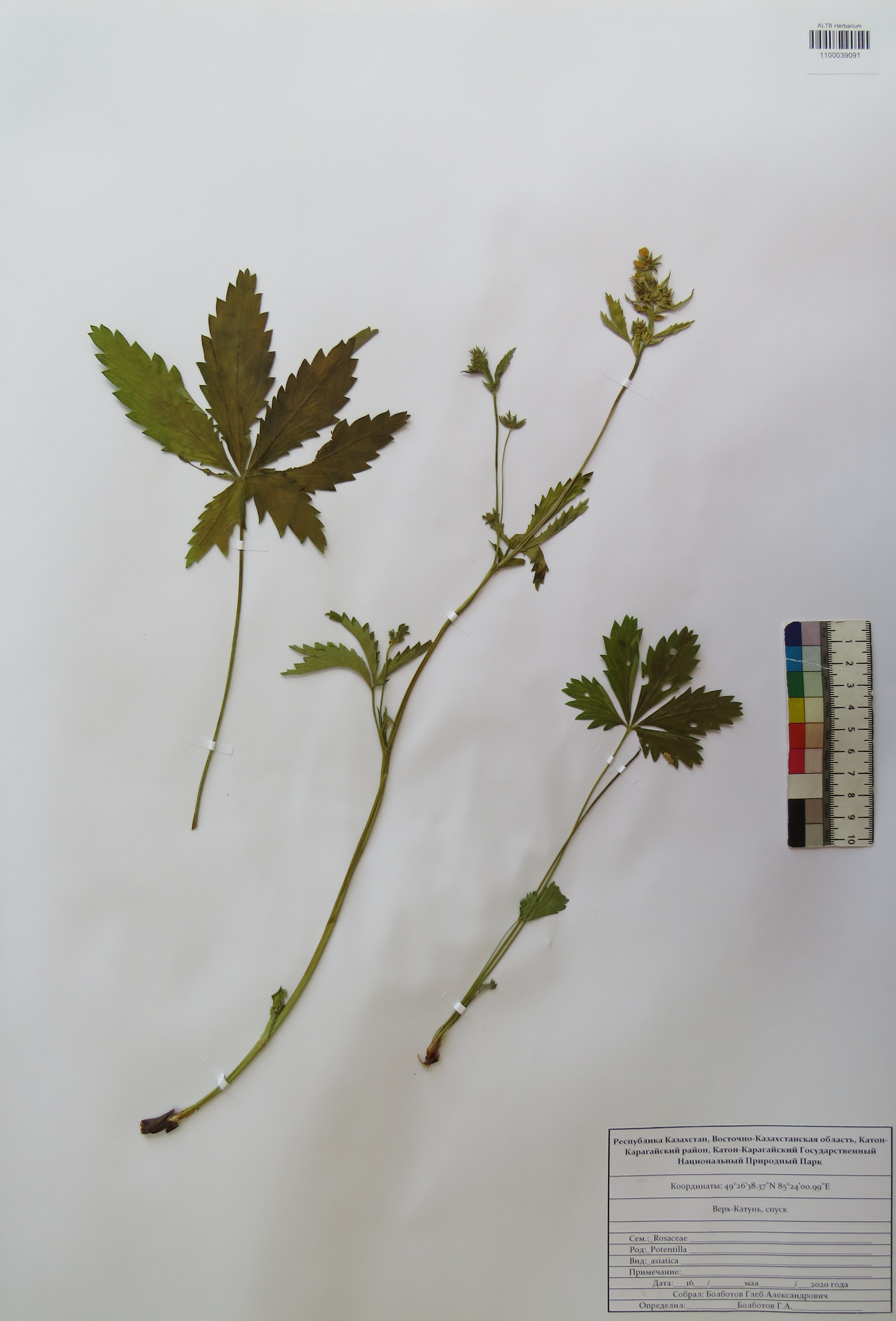 Potentilla asiatica (Th.Wolf) Juz.