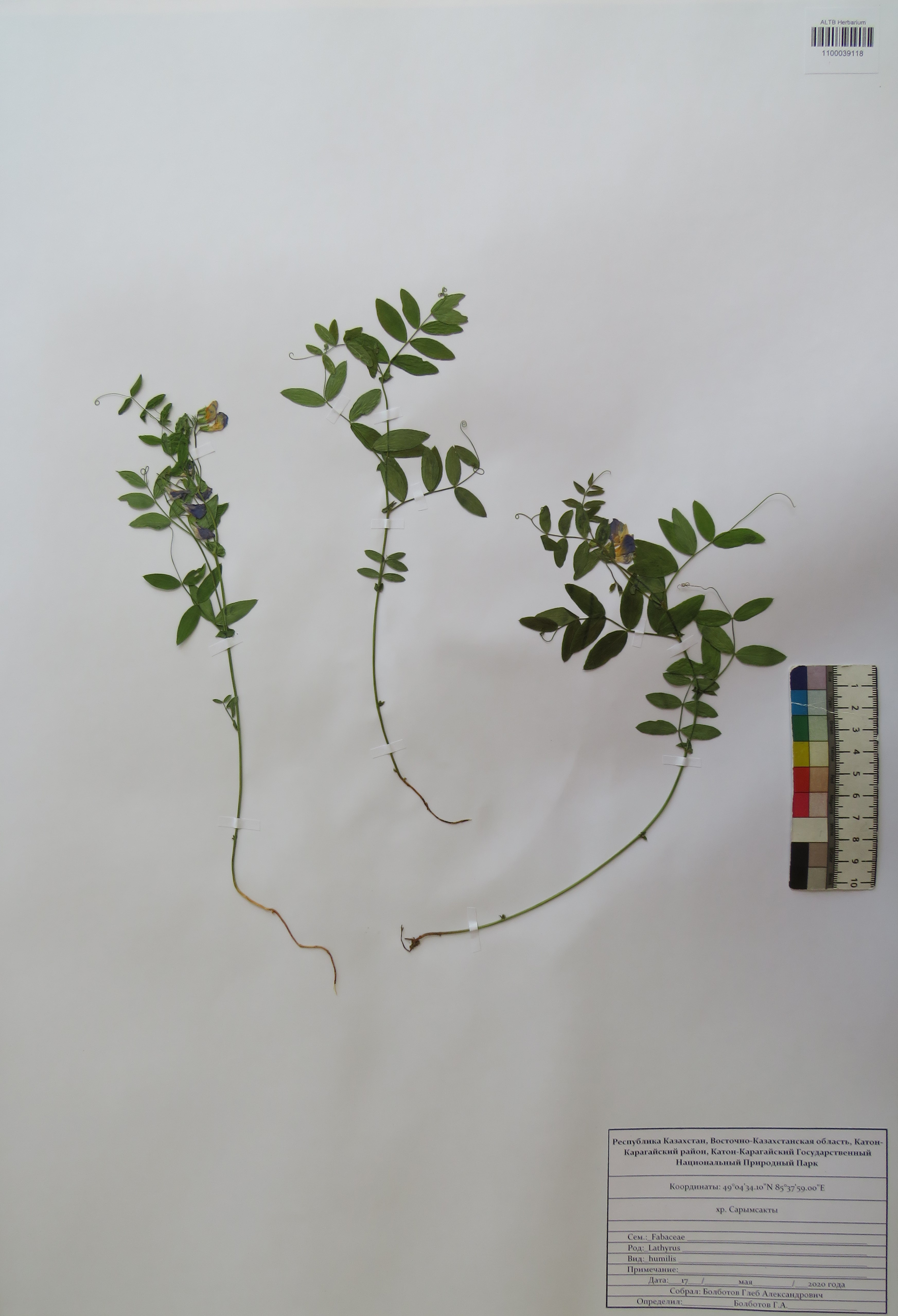 Lathyrus humilis (Ser.) Fisch. ex Spreng.