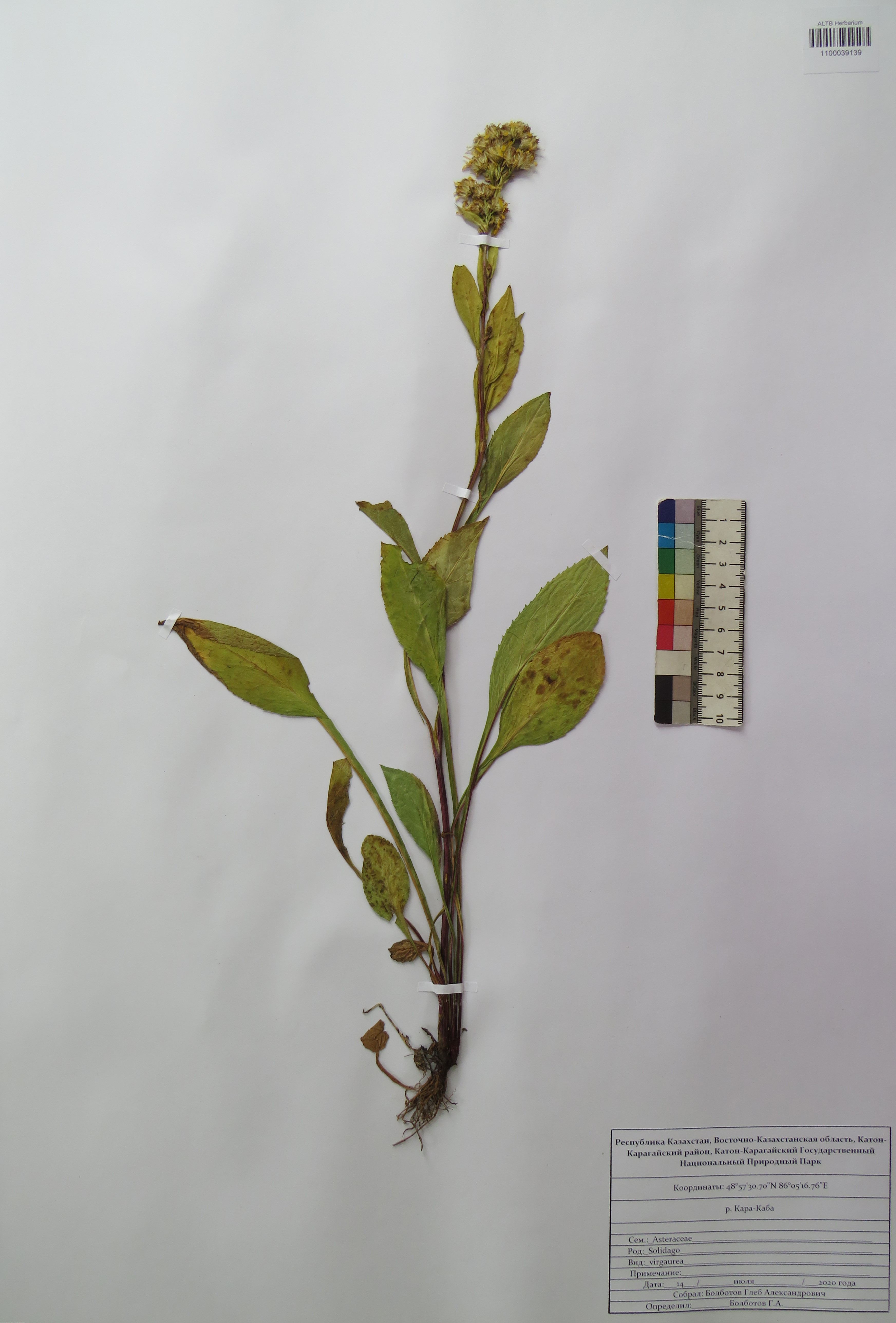 Solidago virgaurea L.