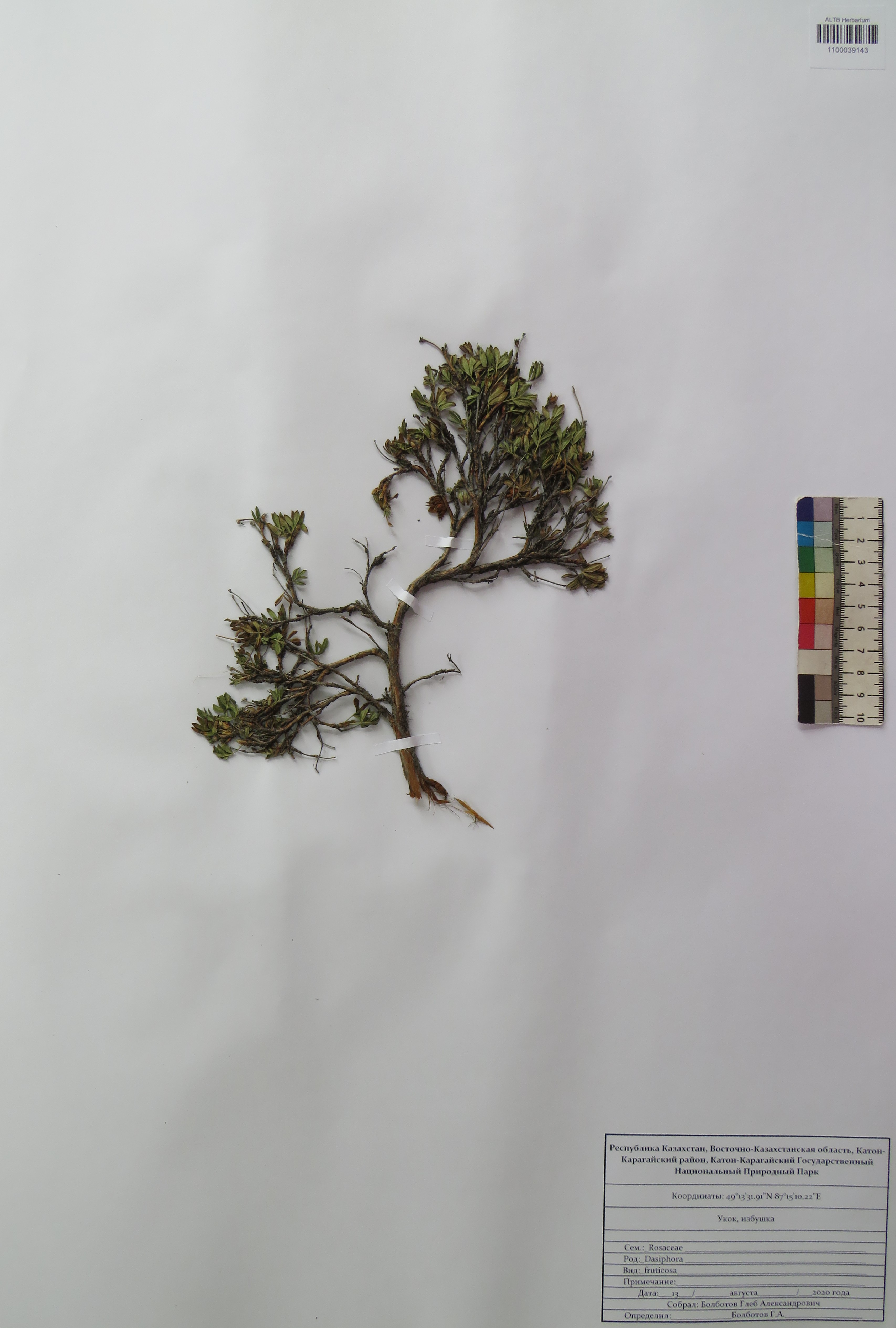 Dasiphora fruticosa (L.) Rydb.