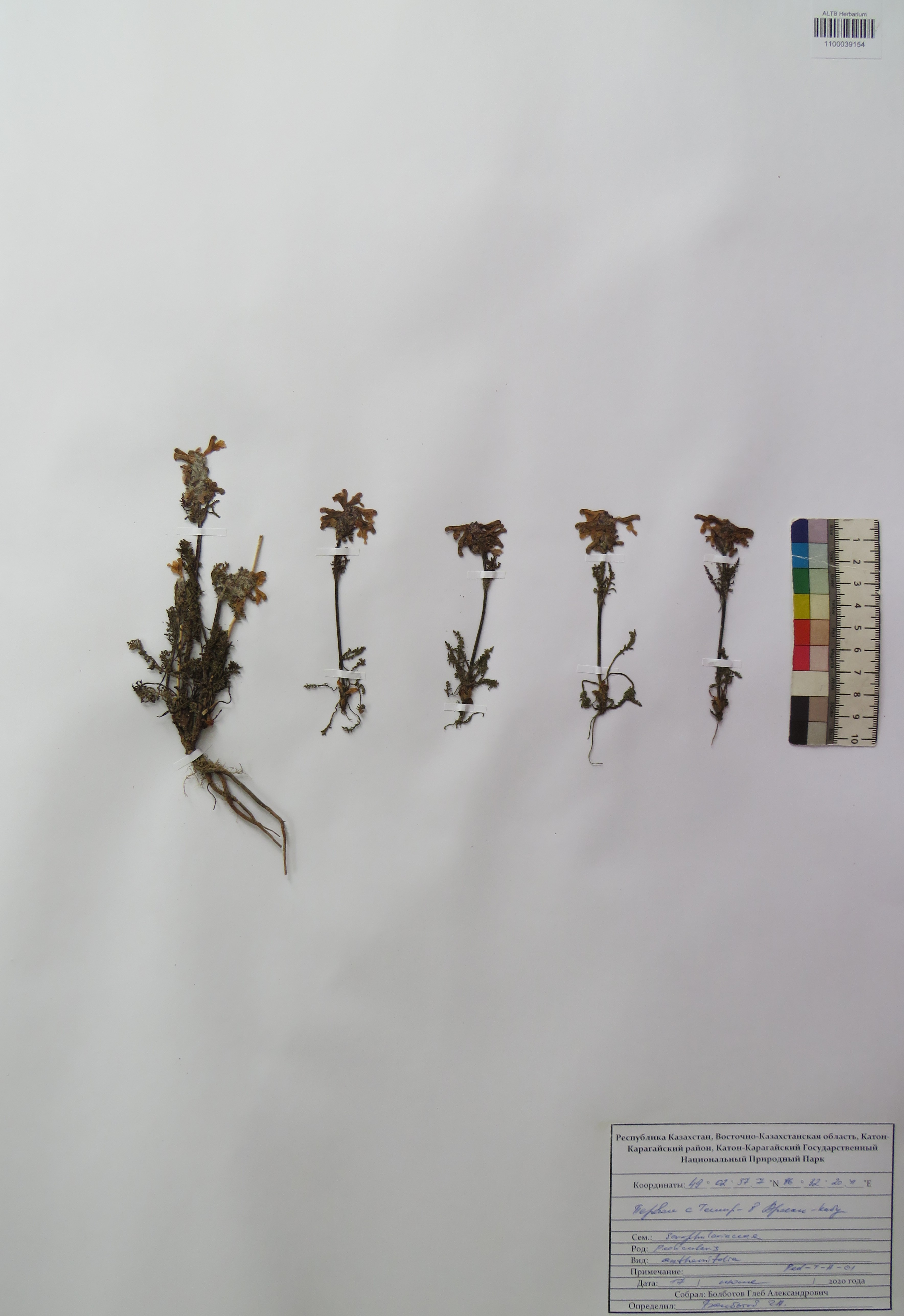 Pedicularis anthemifolia Fisch. ex Colla