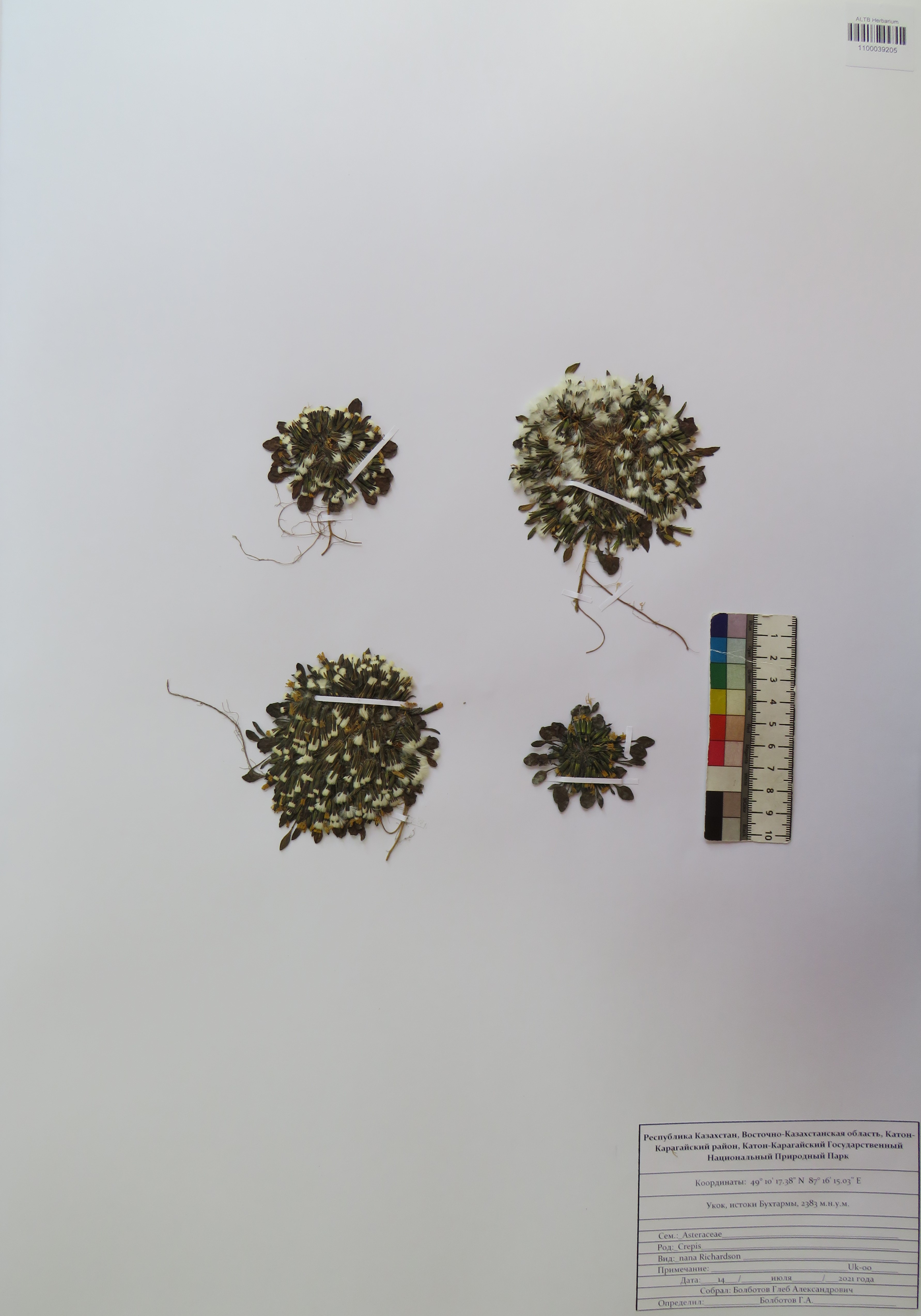 Crepis nana Richardson