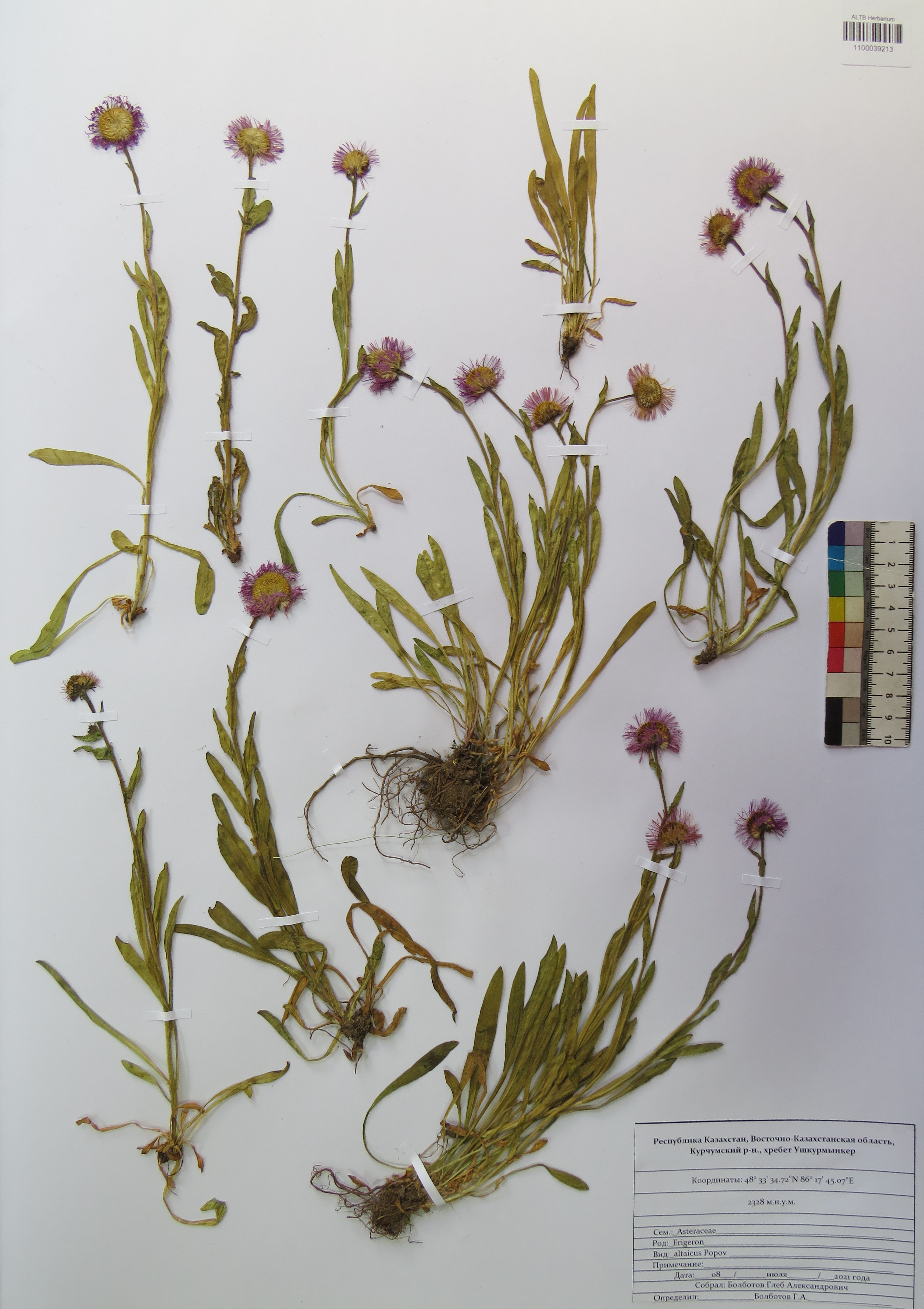 Erigeron altaicus Popov