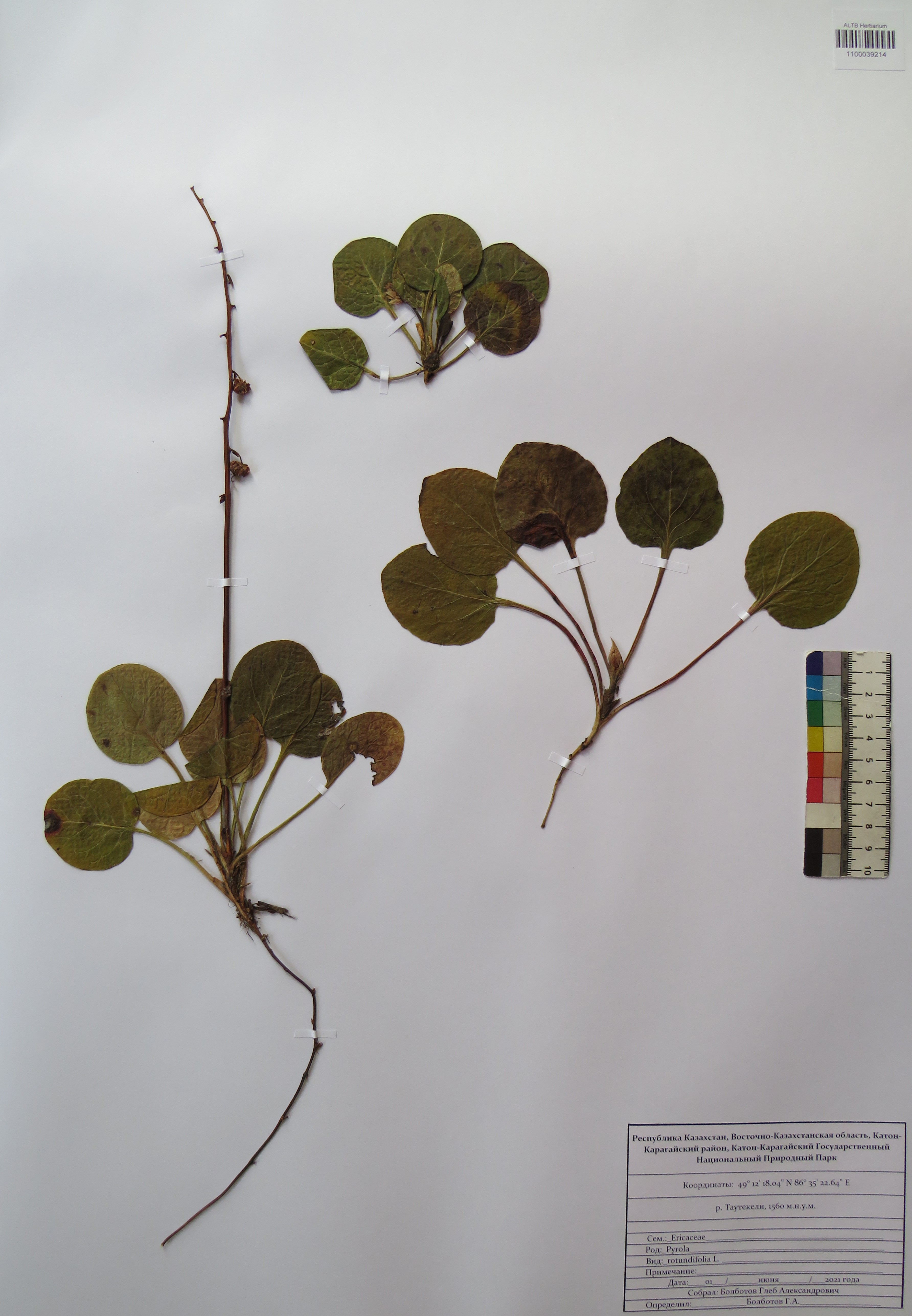 Pyrola rotundifolia L.