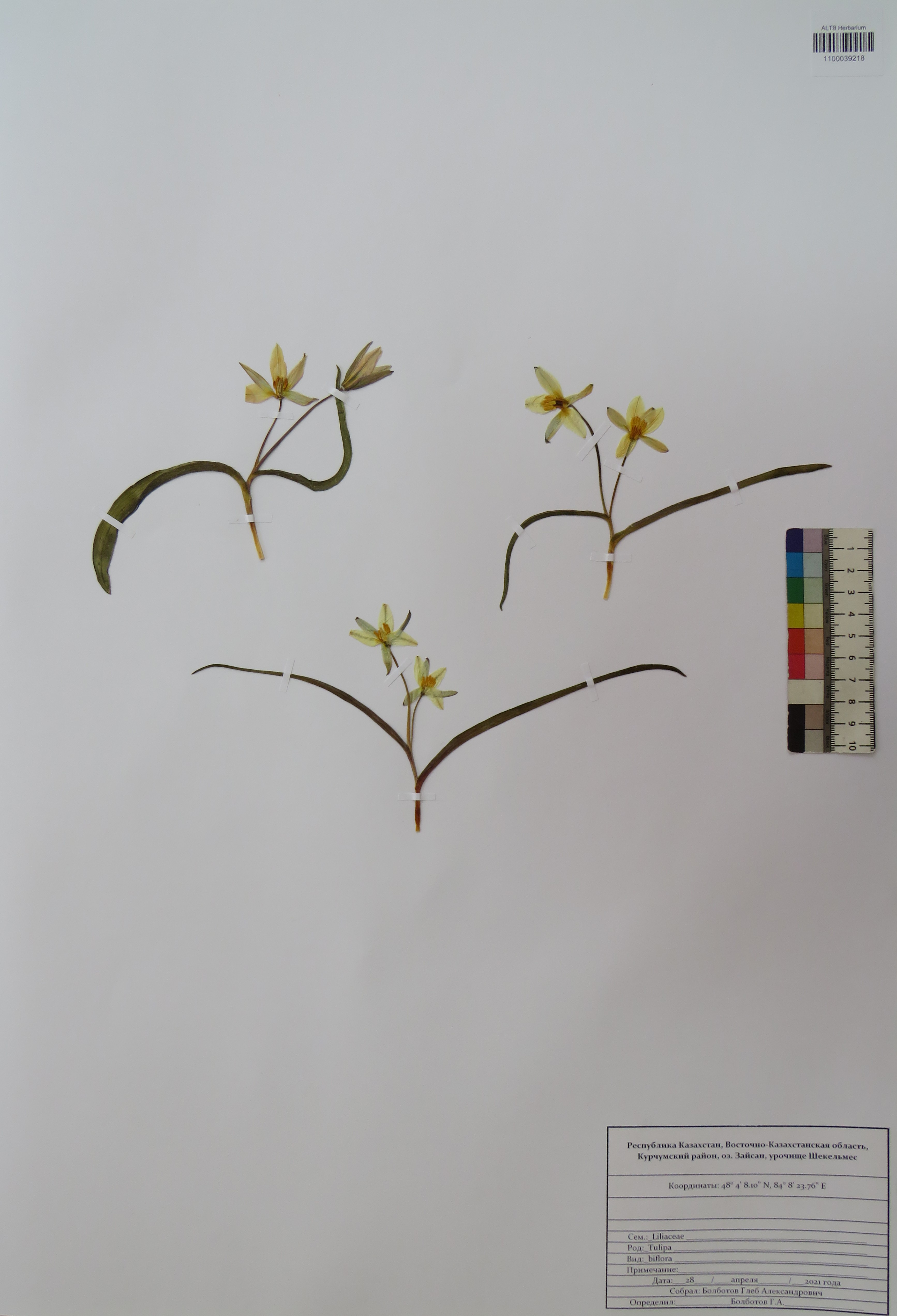 Tulipa biflora Pall.