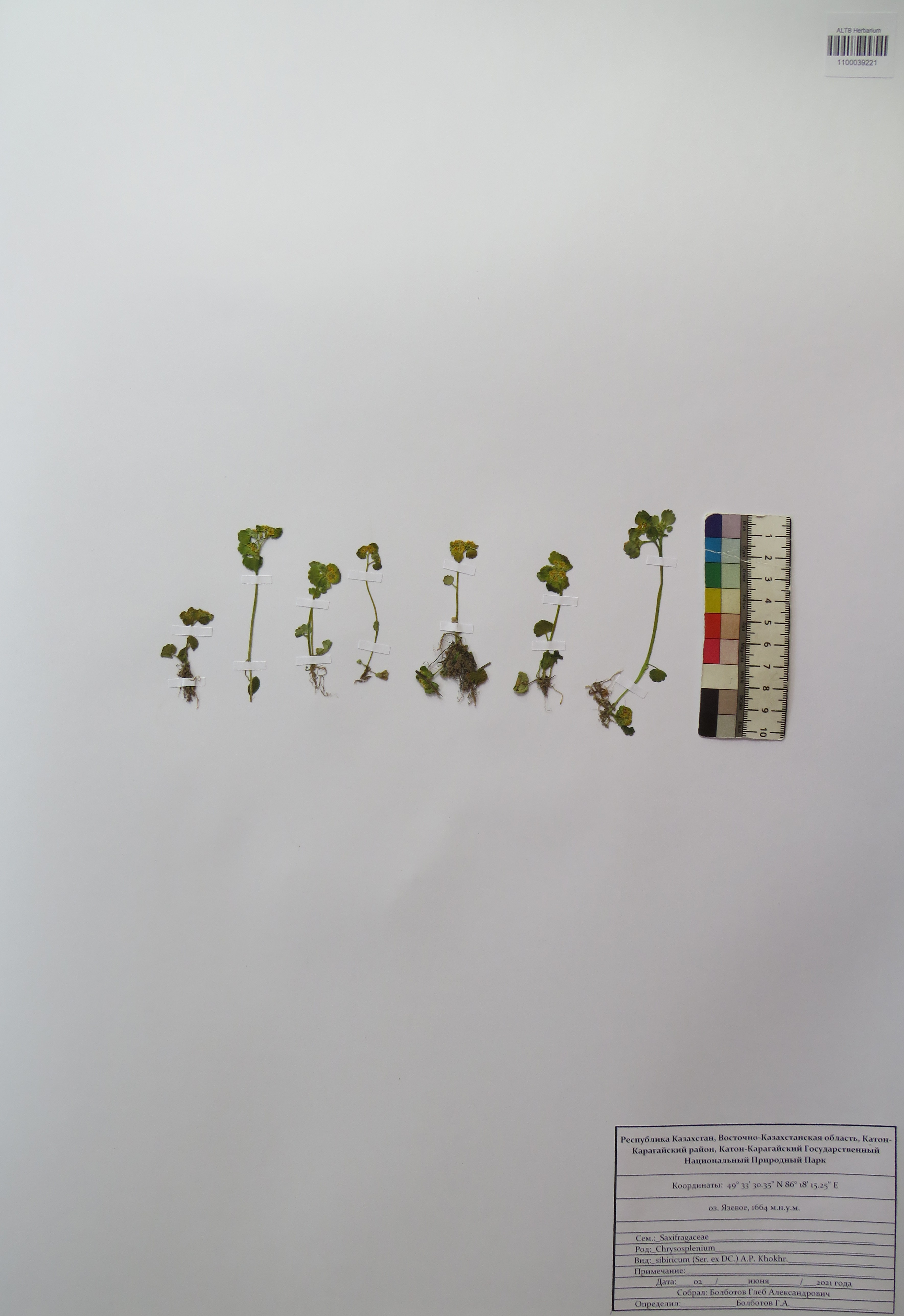 Chrysosplenium sibiricum (Ser. ex DC.) A.P.Khokhr.