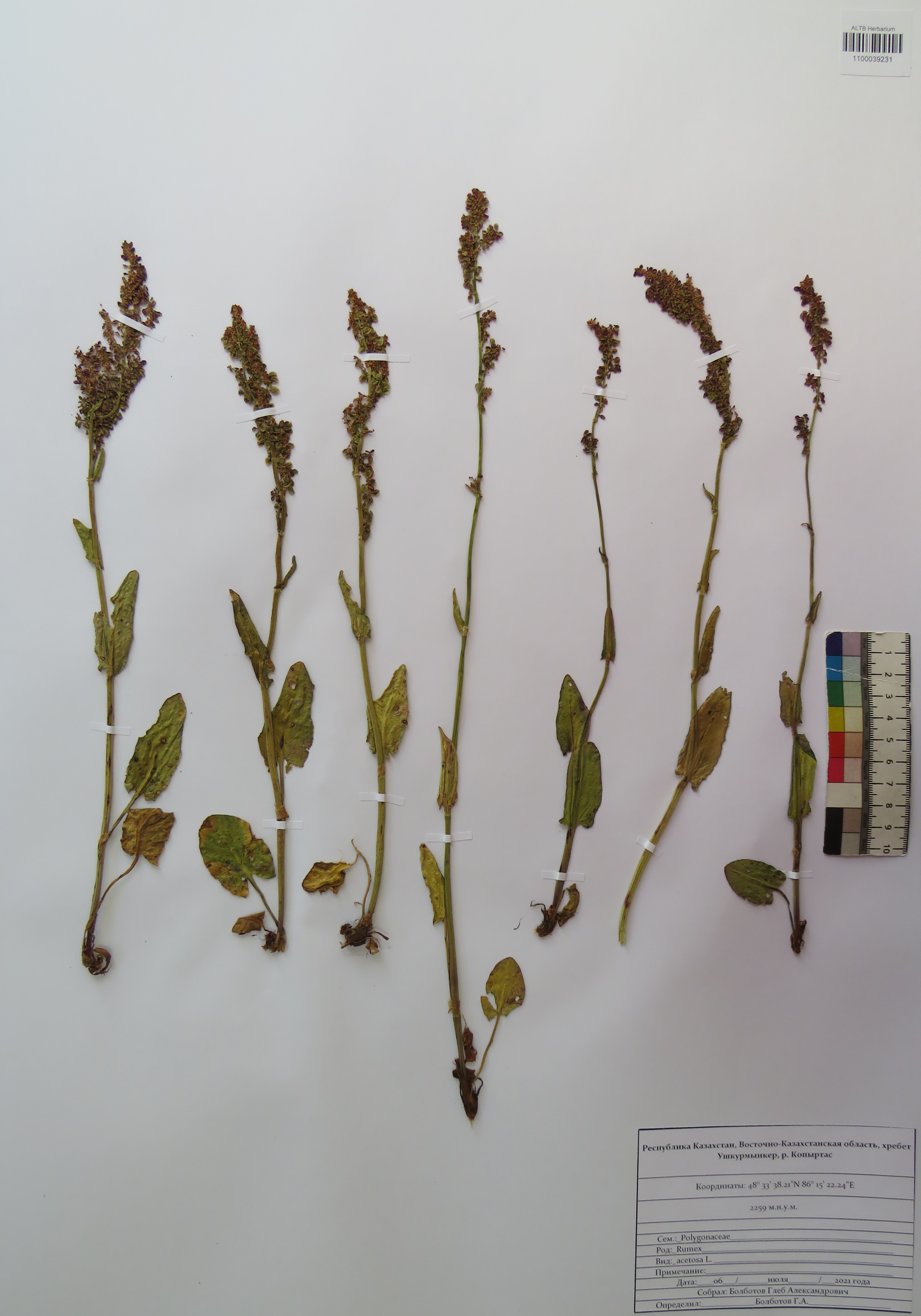 Rumex acetosa L.