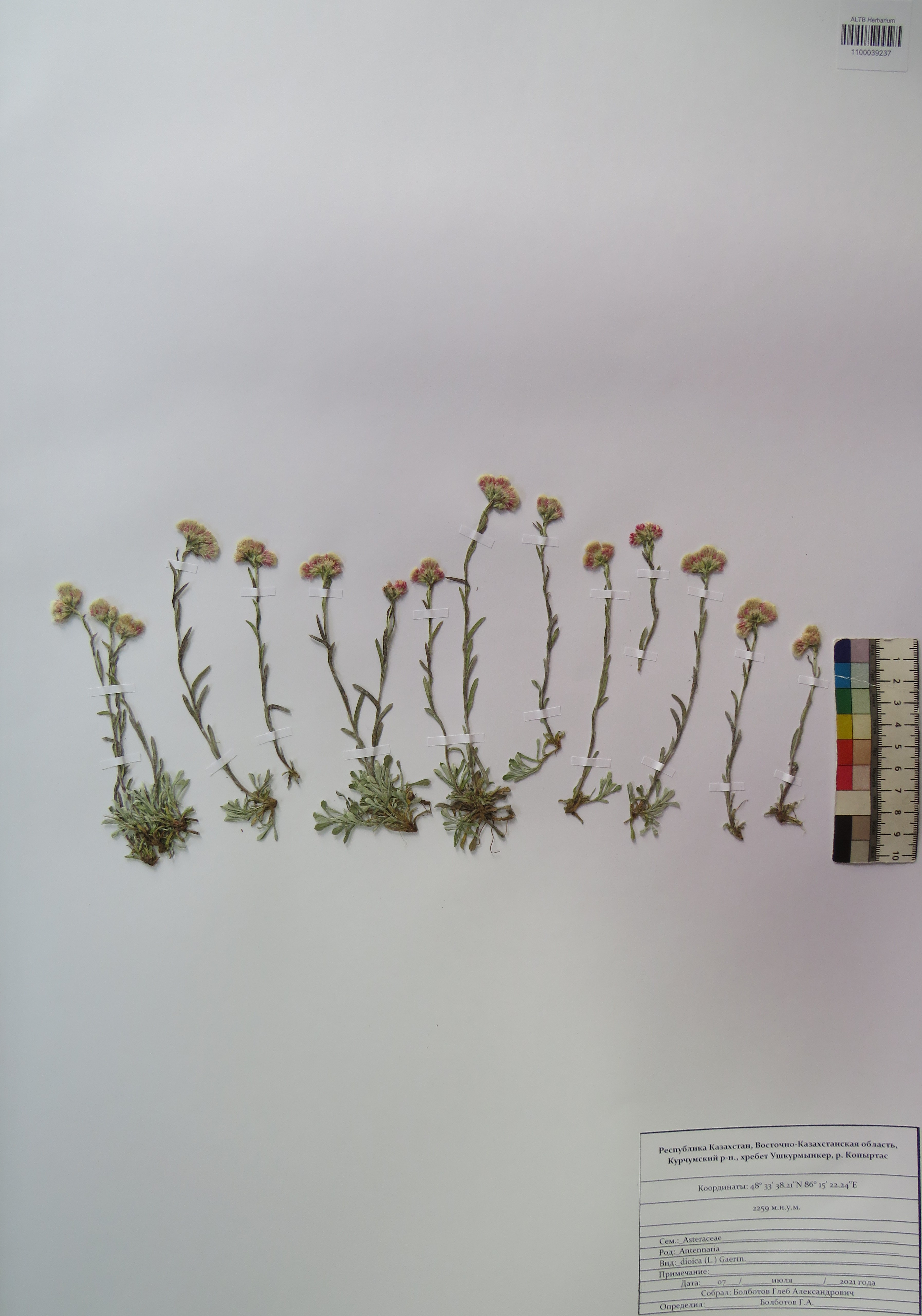 Antennaria dioica (L.) Gaertn.
