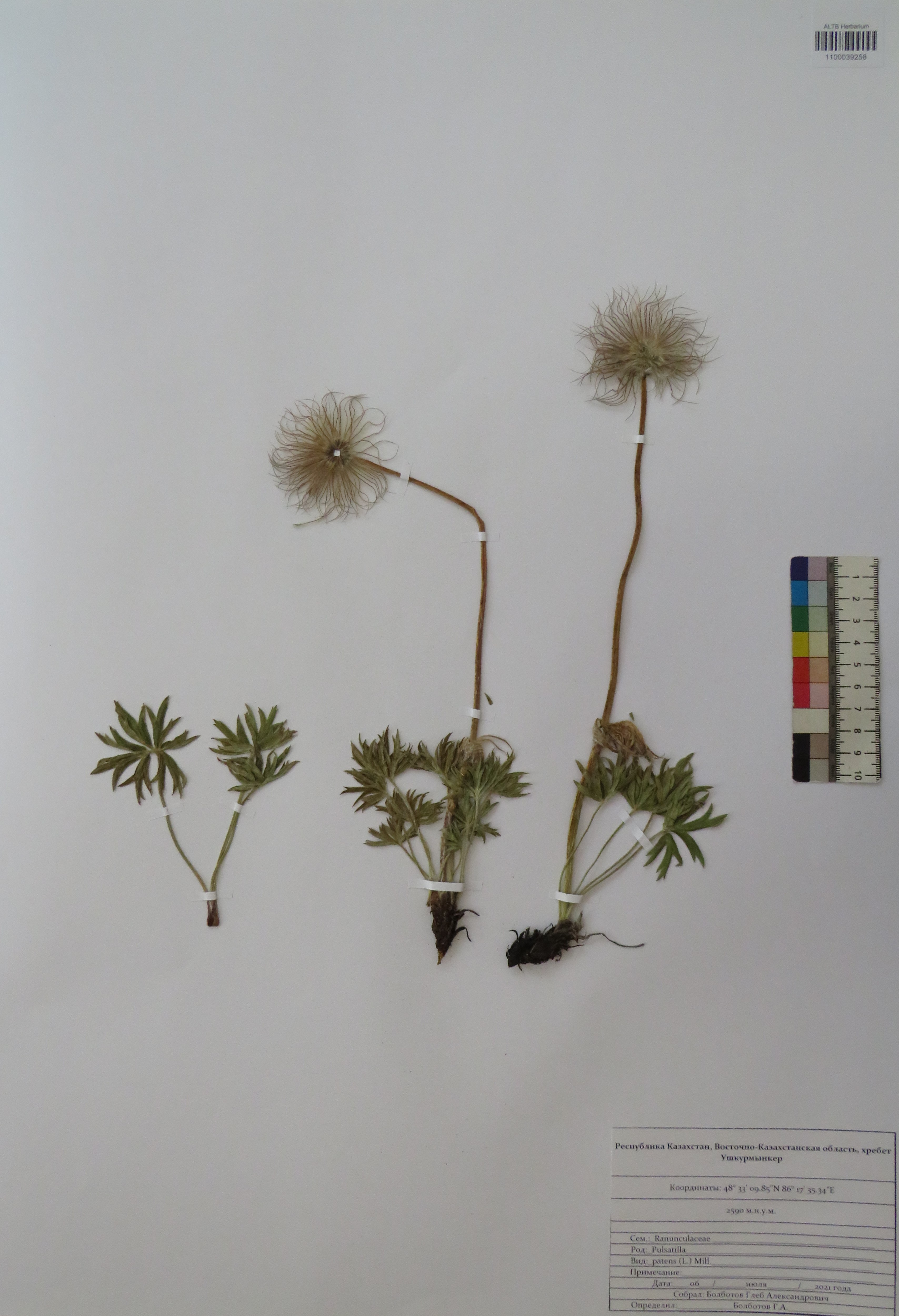 Pulsatilla patens (L.) Mill.
