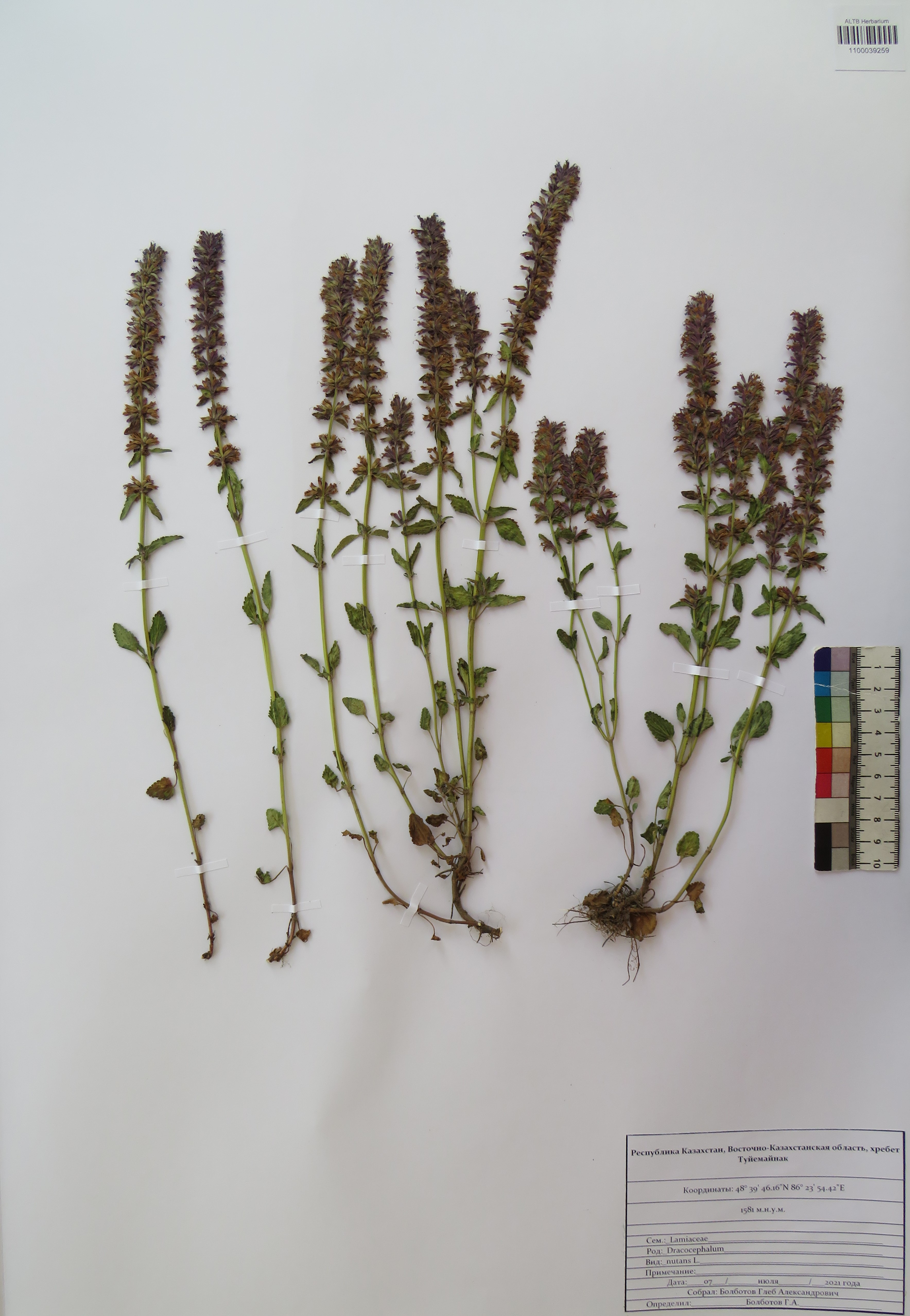 Dracocephalum nutans L.