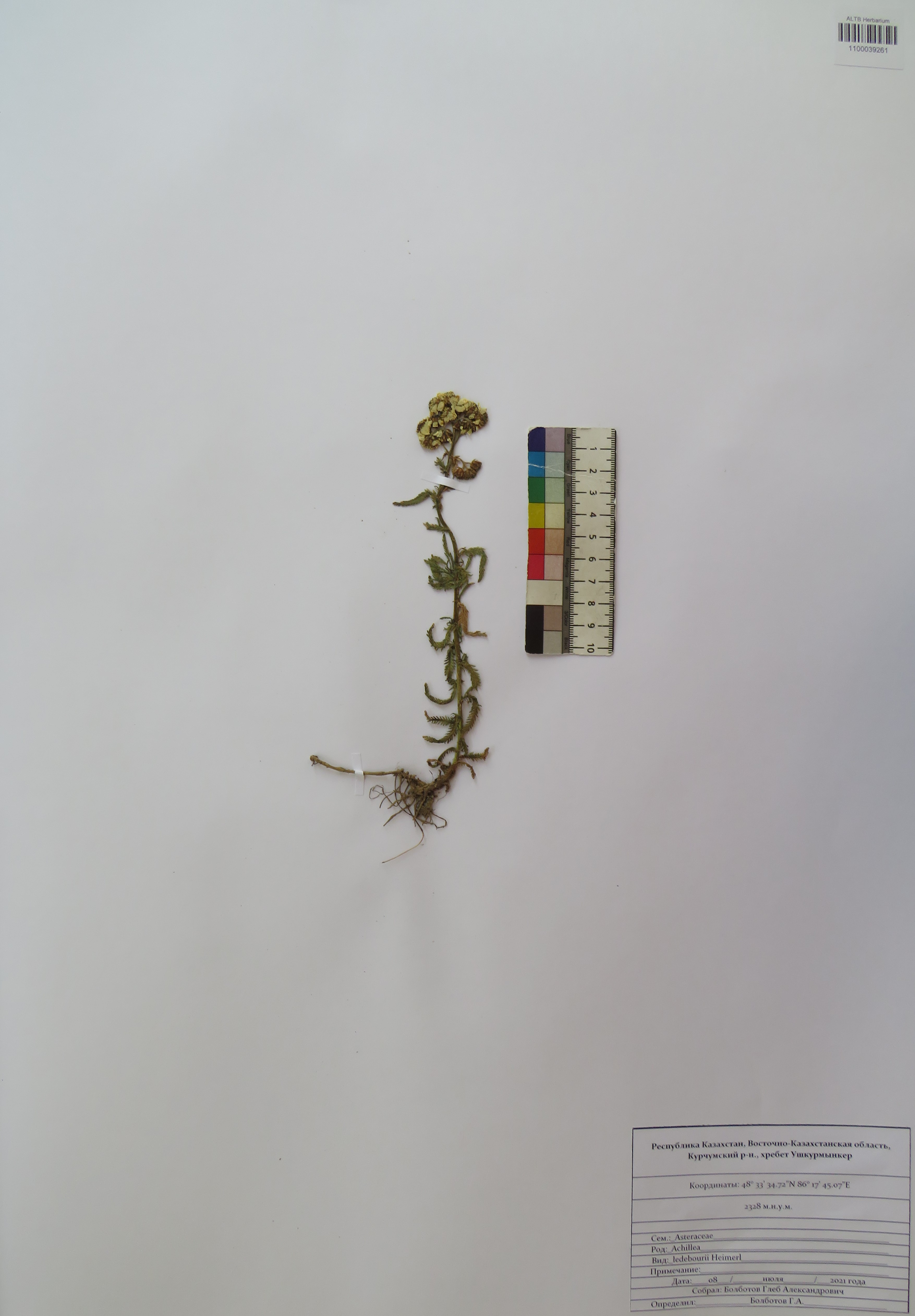 Achillea ledebourii Heimerl