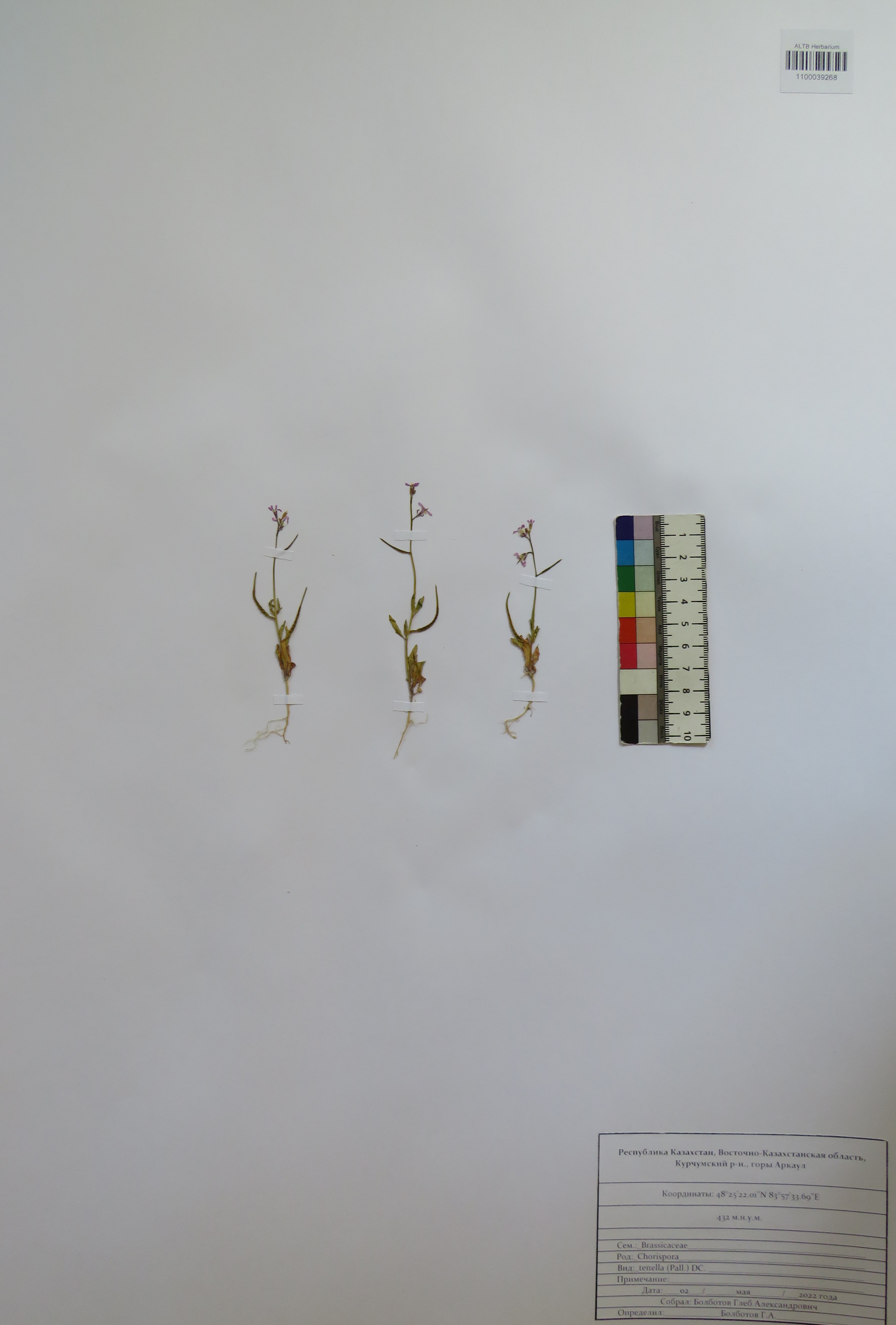 Chorispora tenella (Pall.) DC.