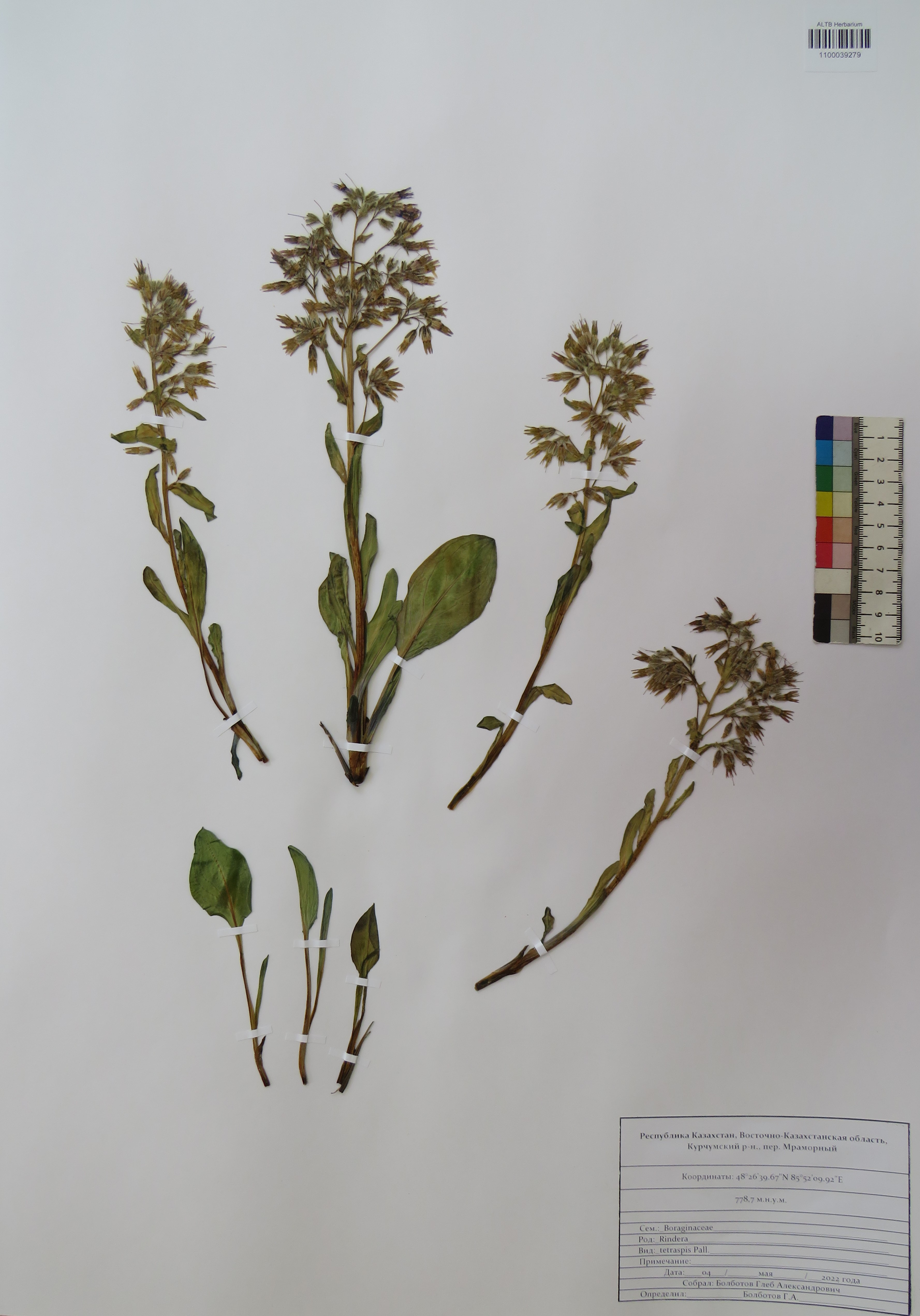Rindera tetraspis Pall.
