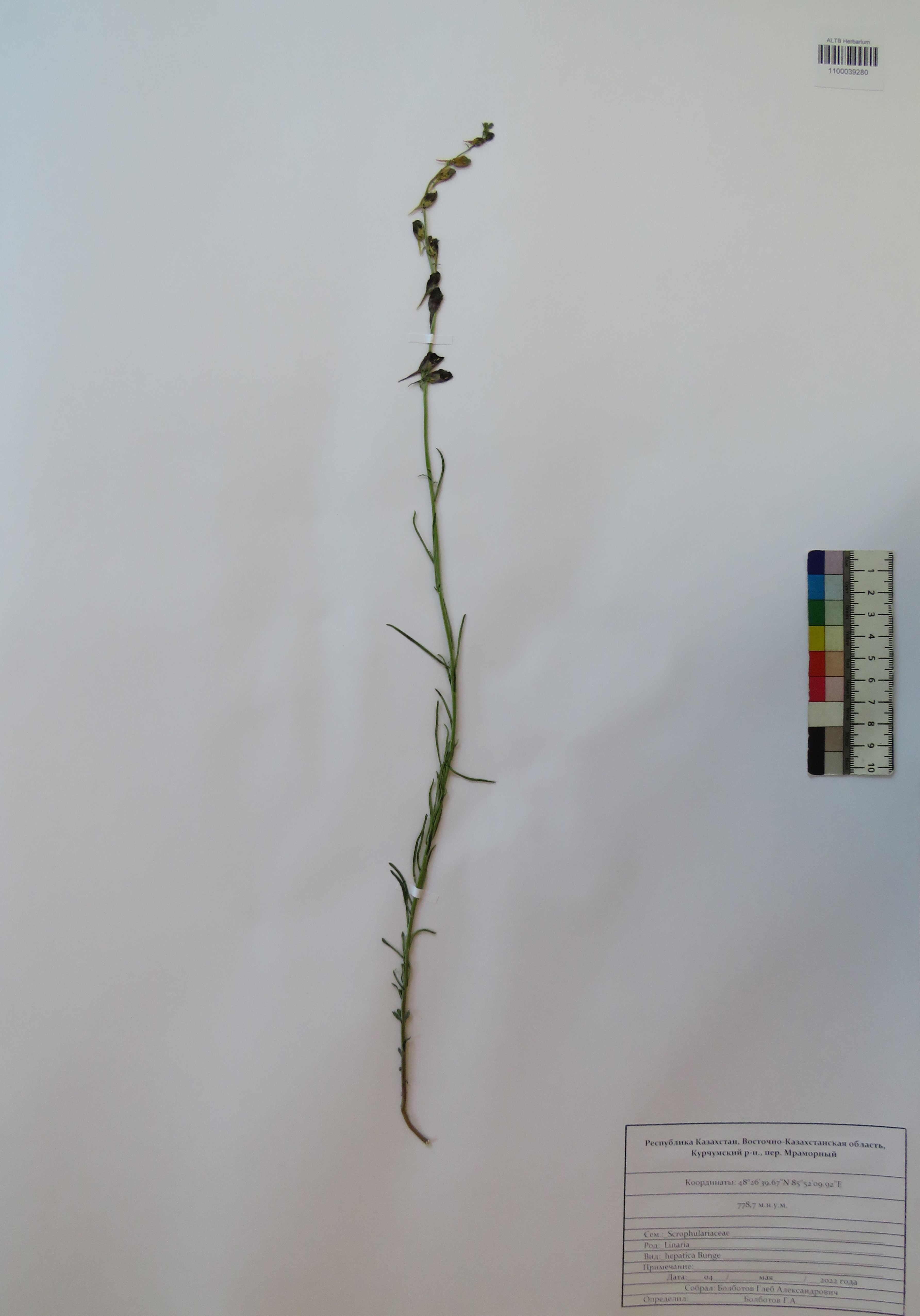 Linaria hepatica Bunge