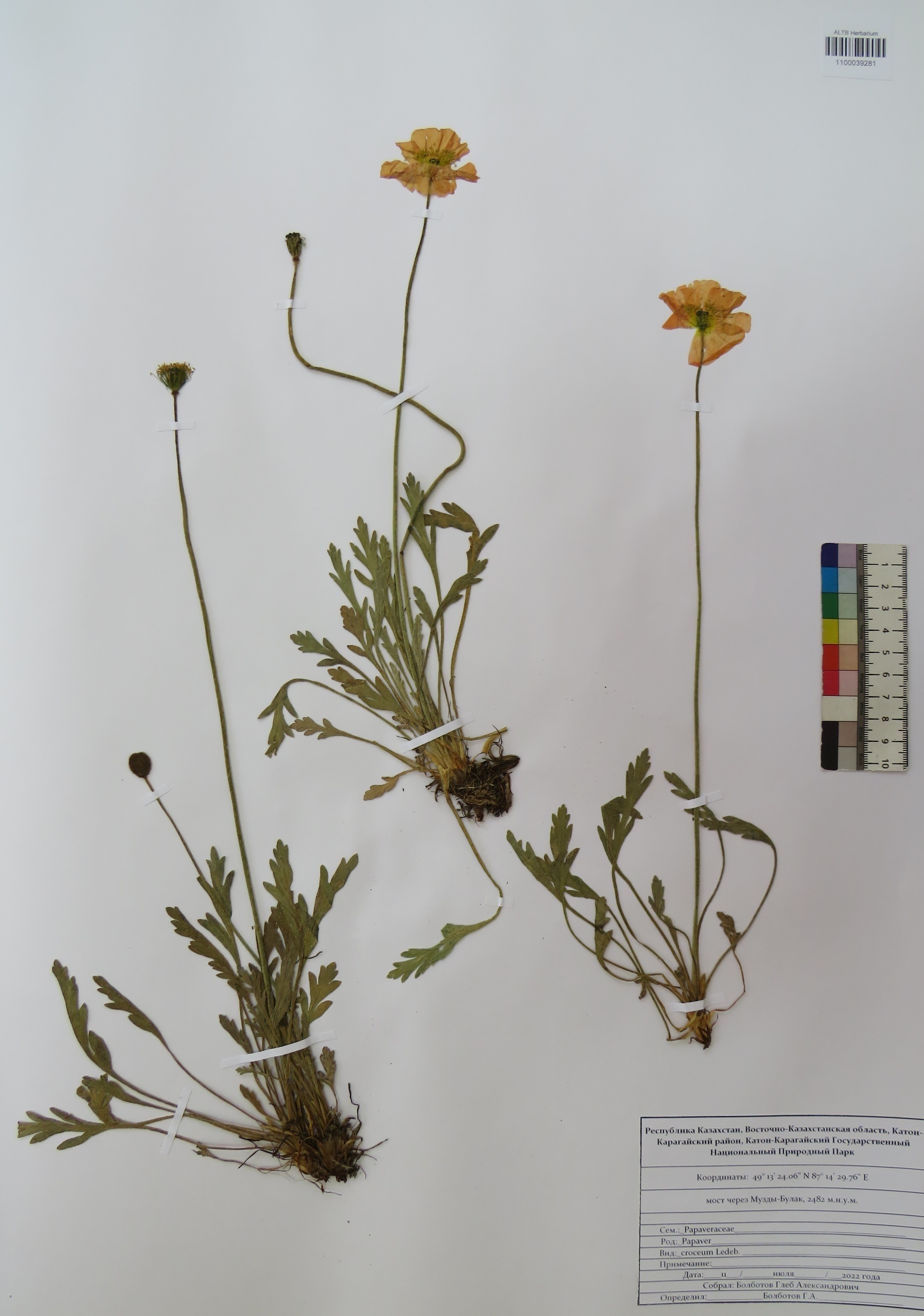 Papaver croceum Ledeb.