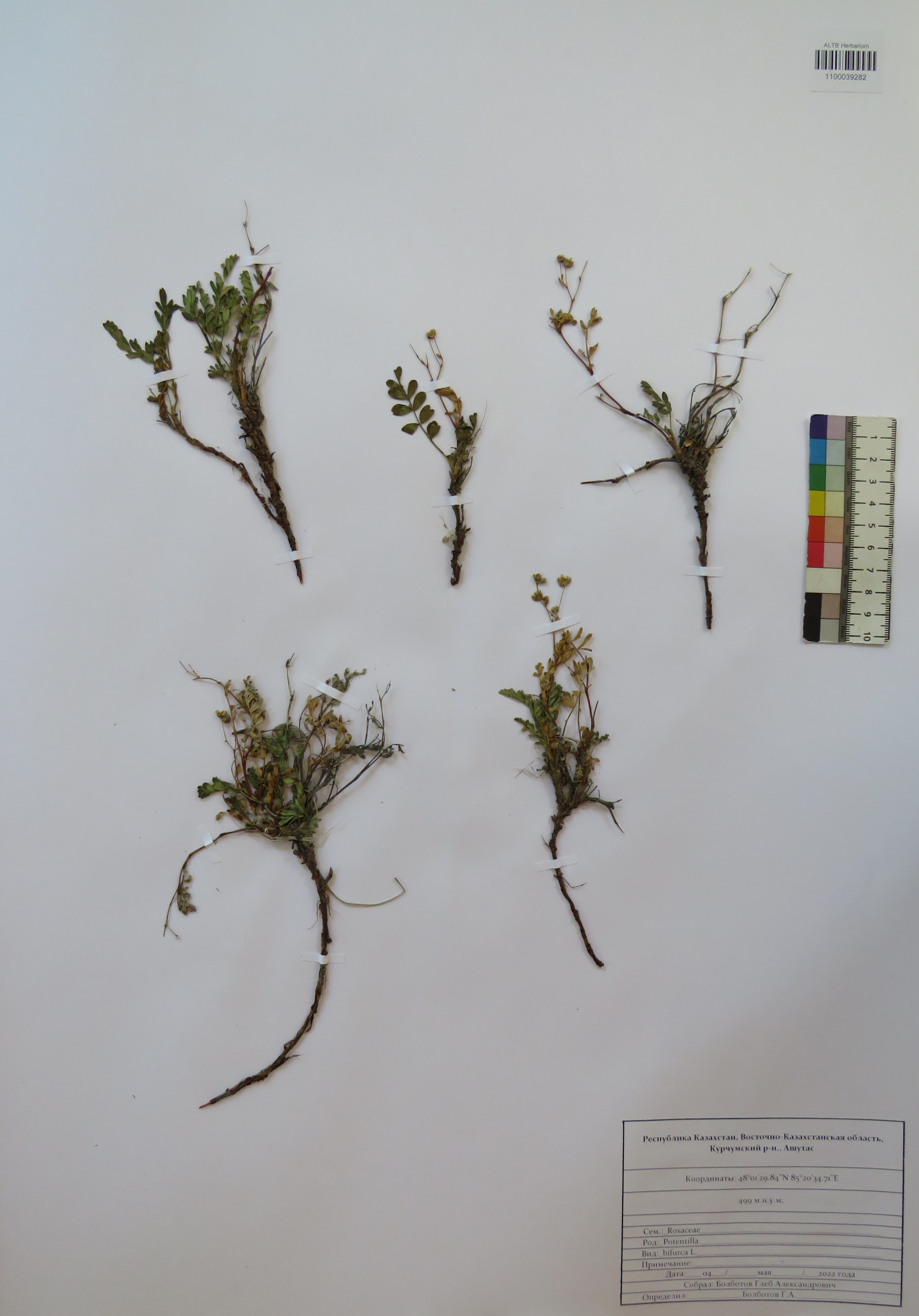 Potentilla bifurca L.