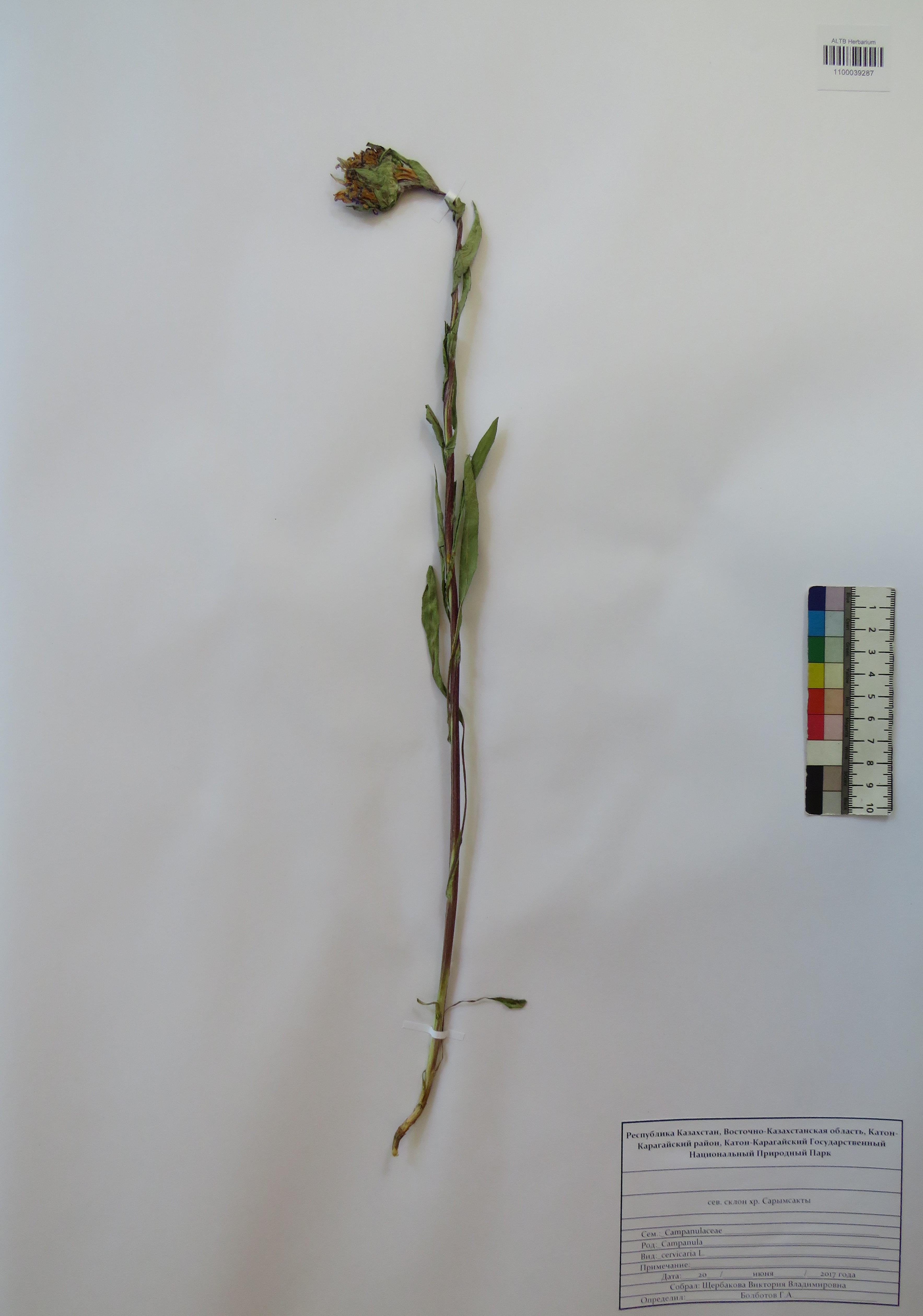 Campanula cervicaria L.