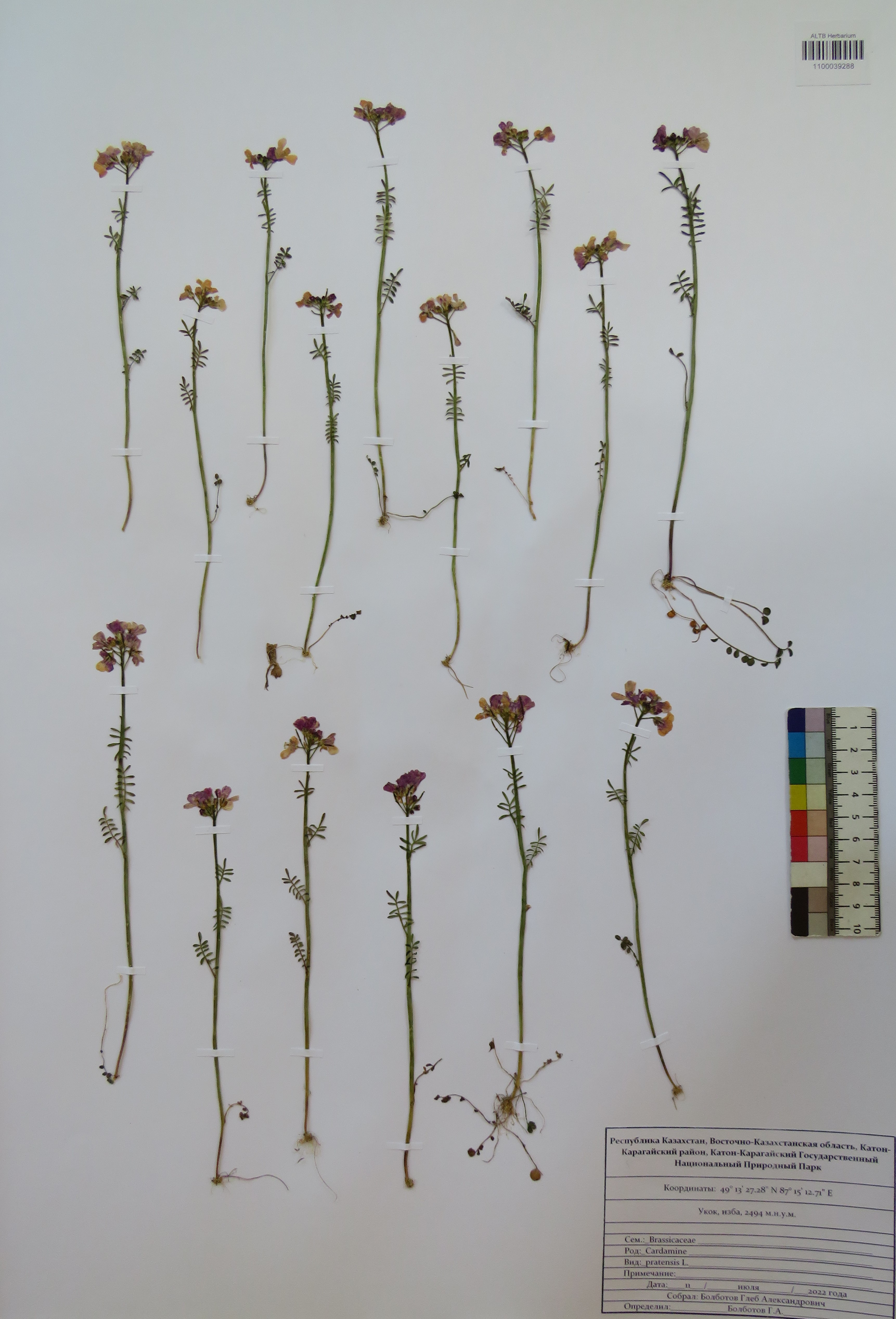 Cardamine pratensis L.