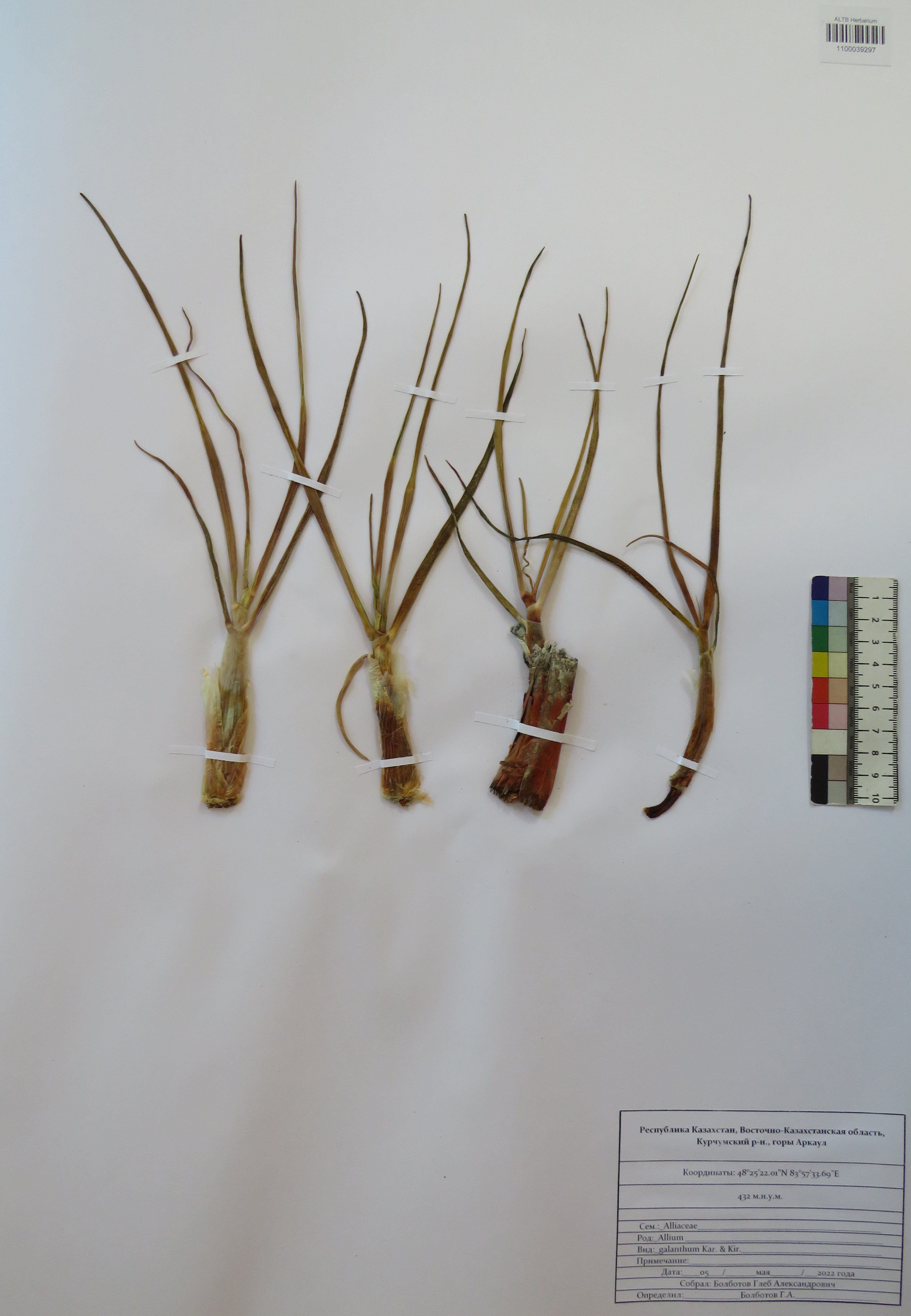 Allium galanthum Kar. & Kir.