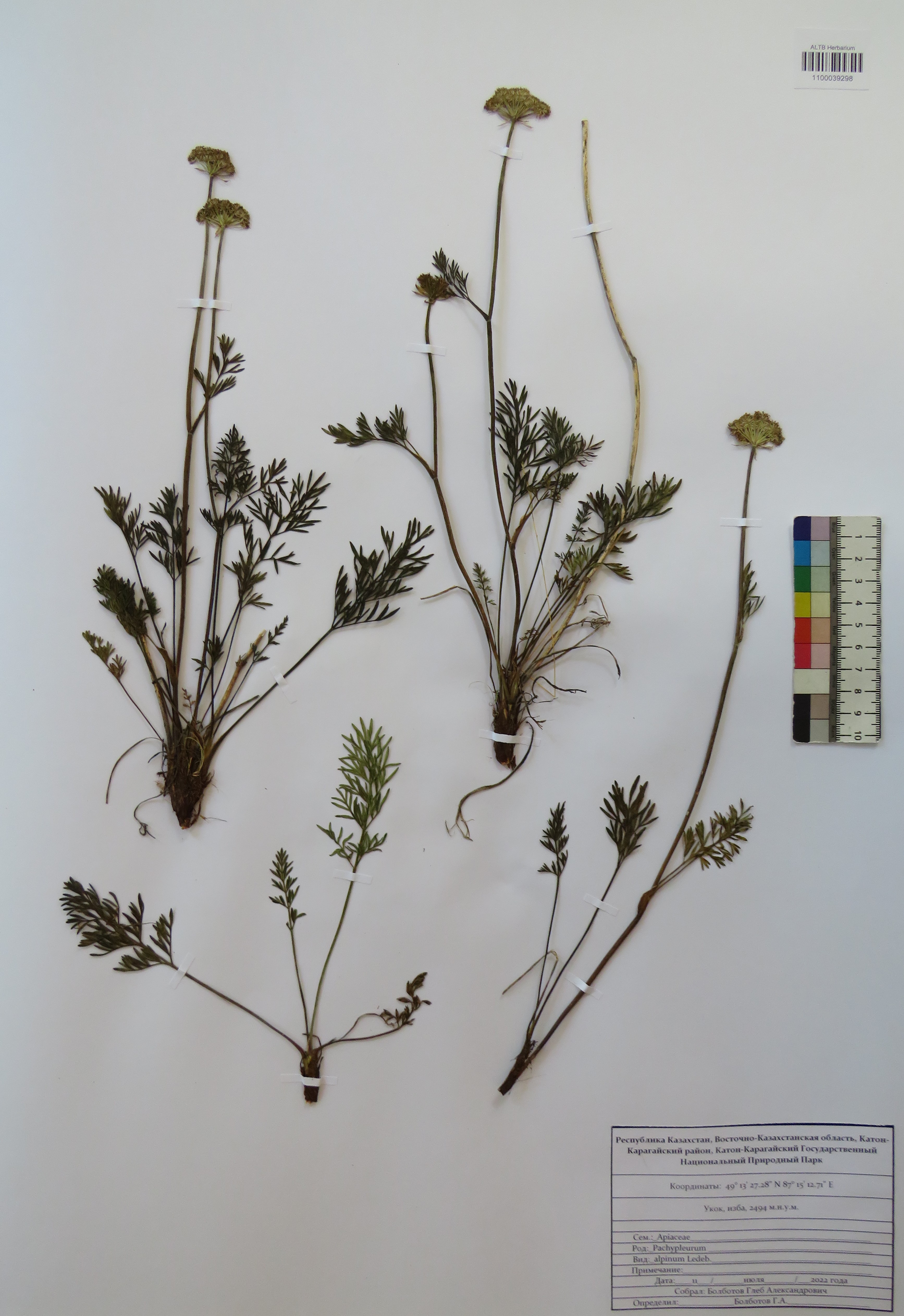 Pachypleurum alpinum Ledeb., Fl