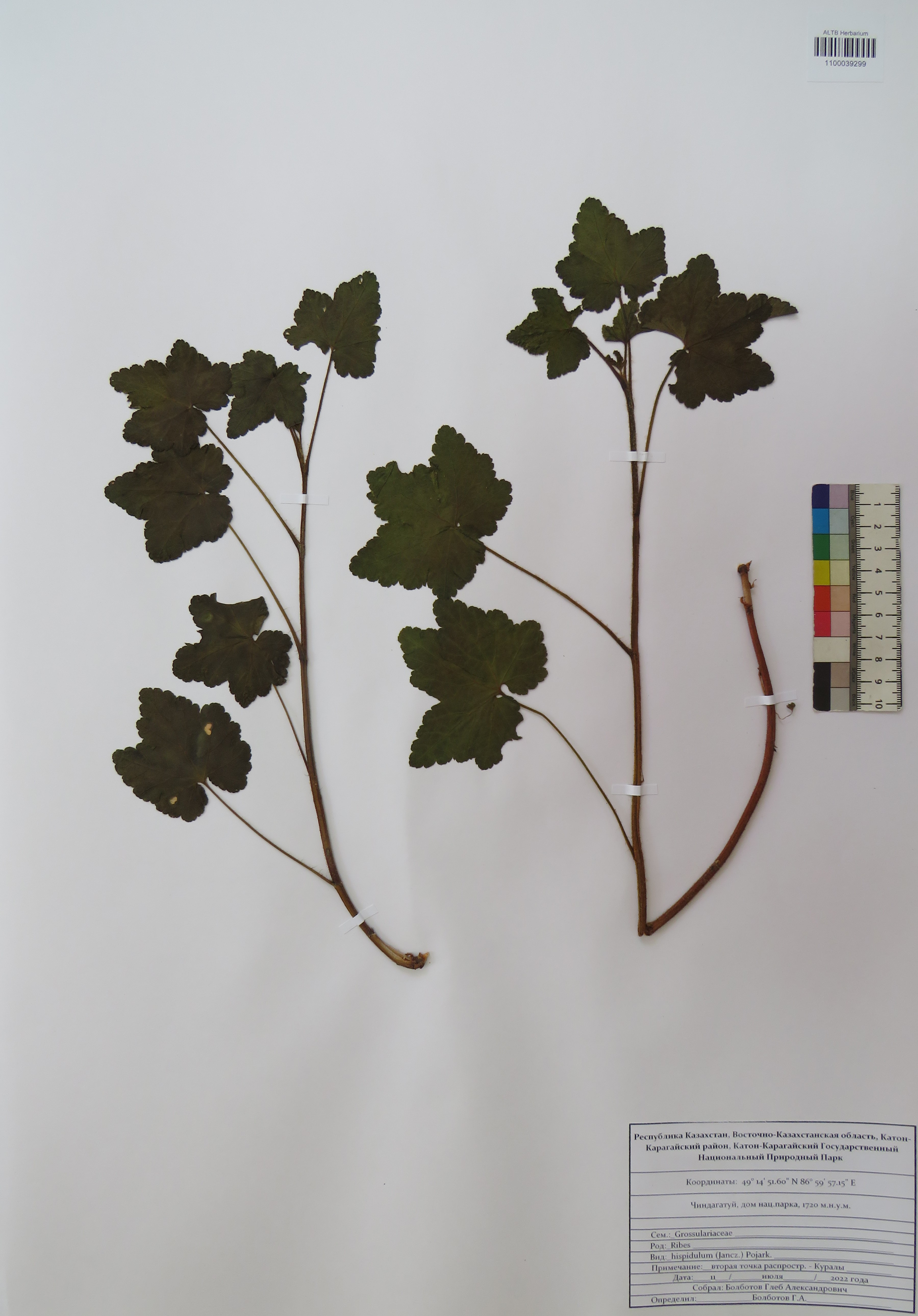 Ribes hispidulum Pojarkova
