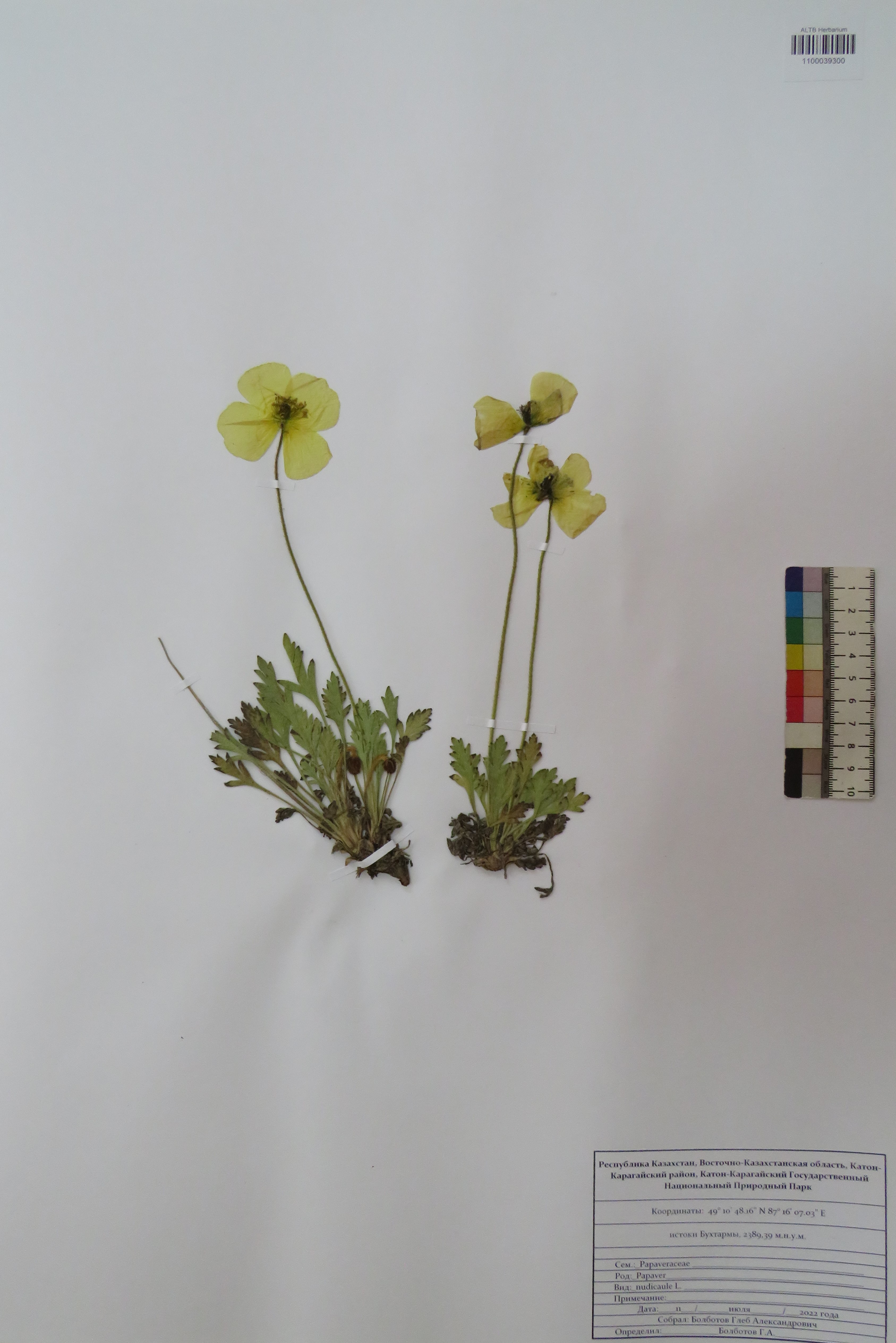 Papaver nudicaule L.