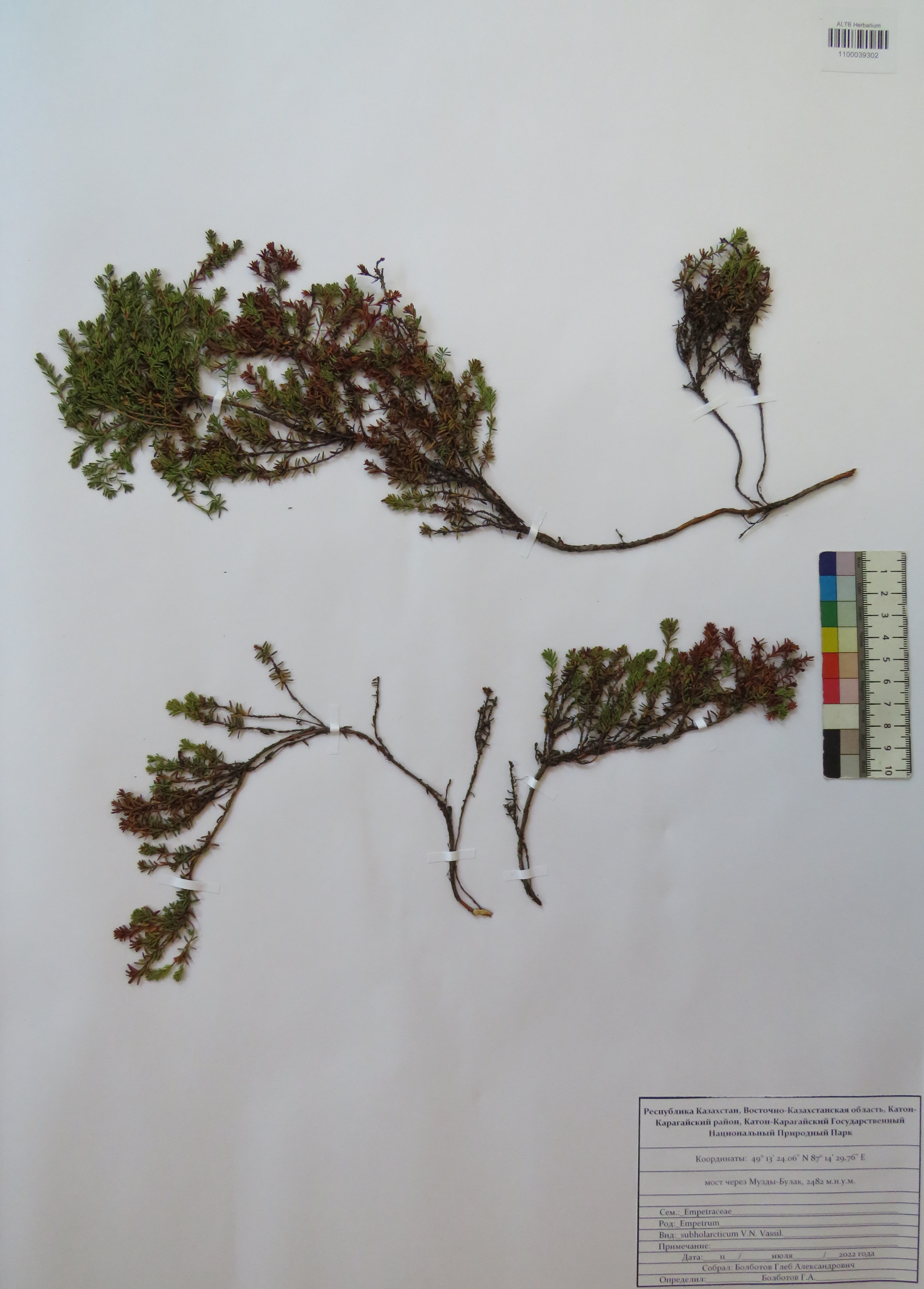 Empetrum subholarcticum V.N.Vassil.