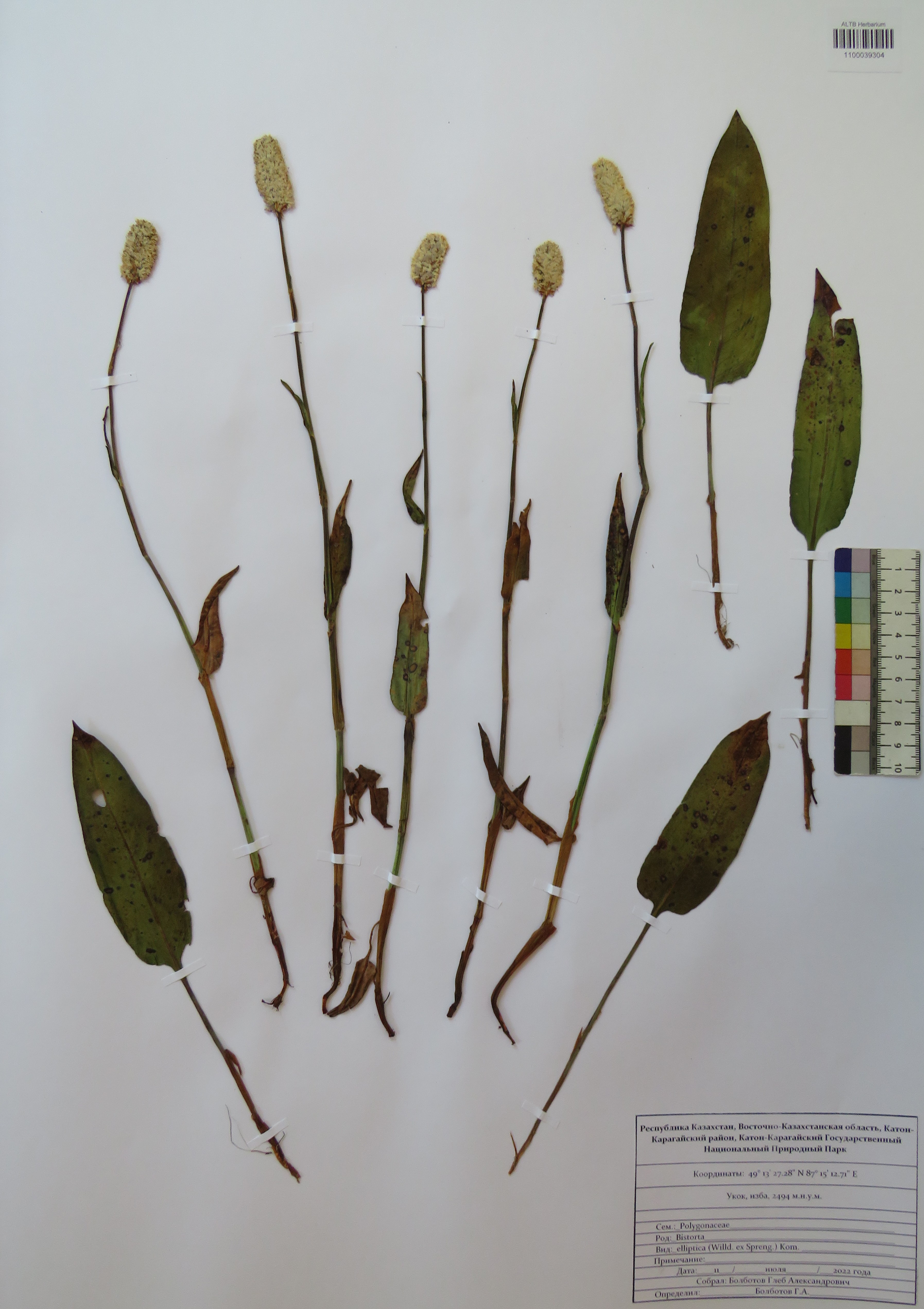 Bistorta elliptica Kom.