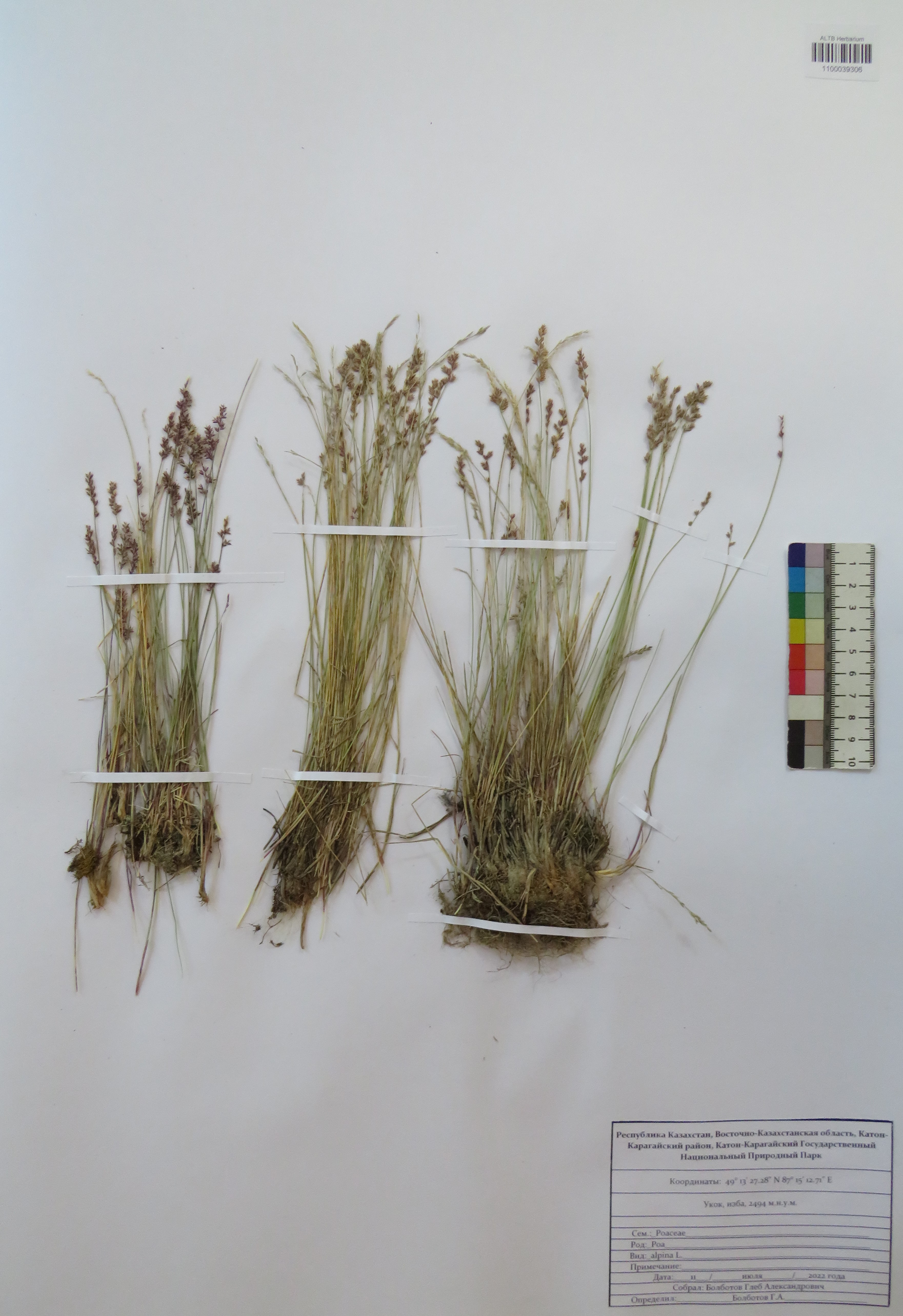 Poa alpina L.