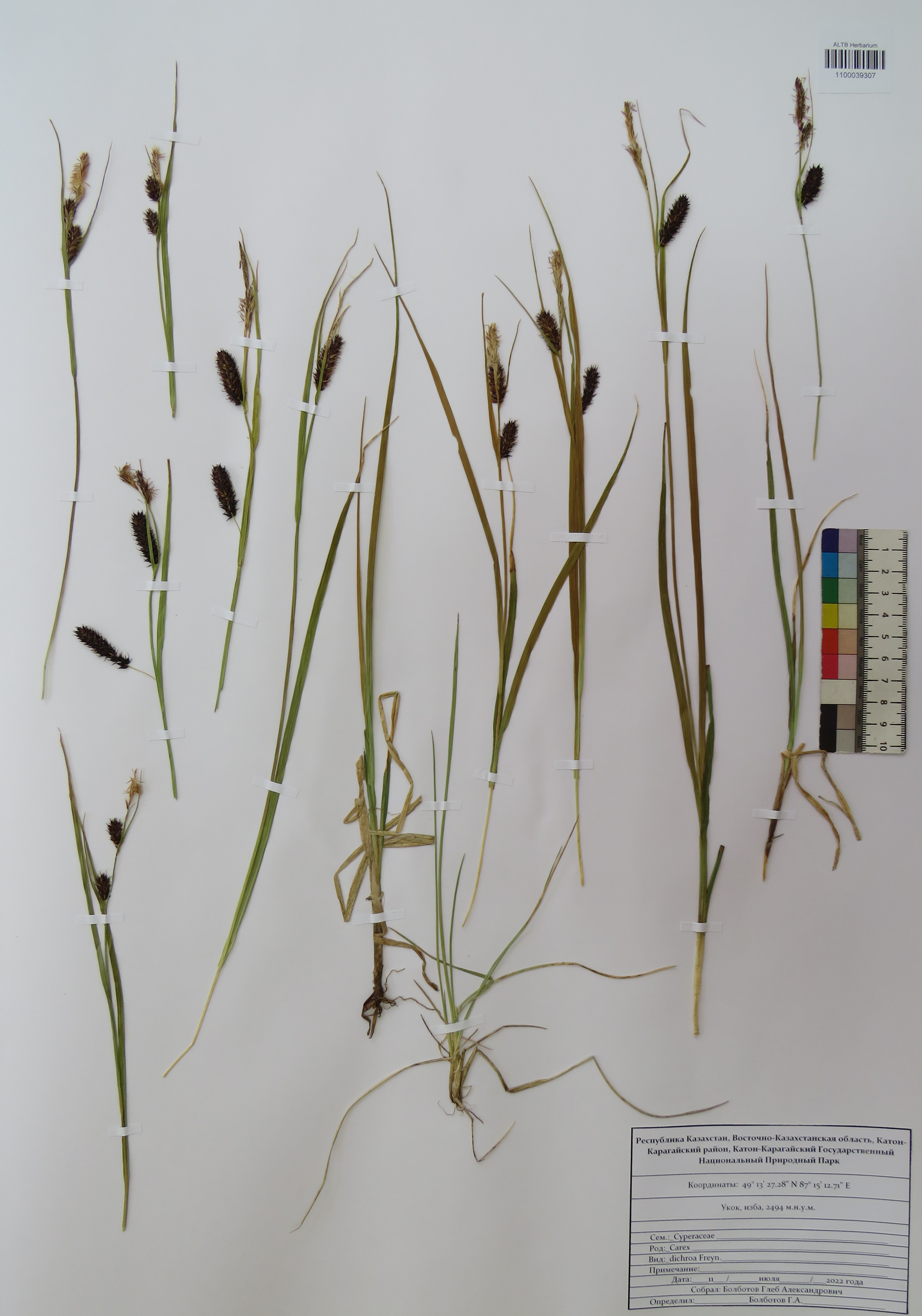 Carex dichroa V.I.Krecz.