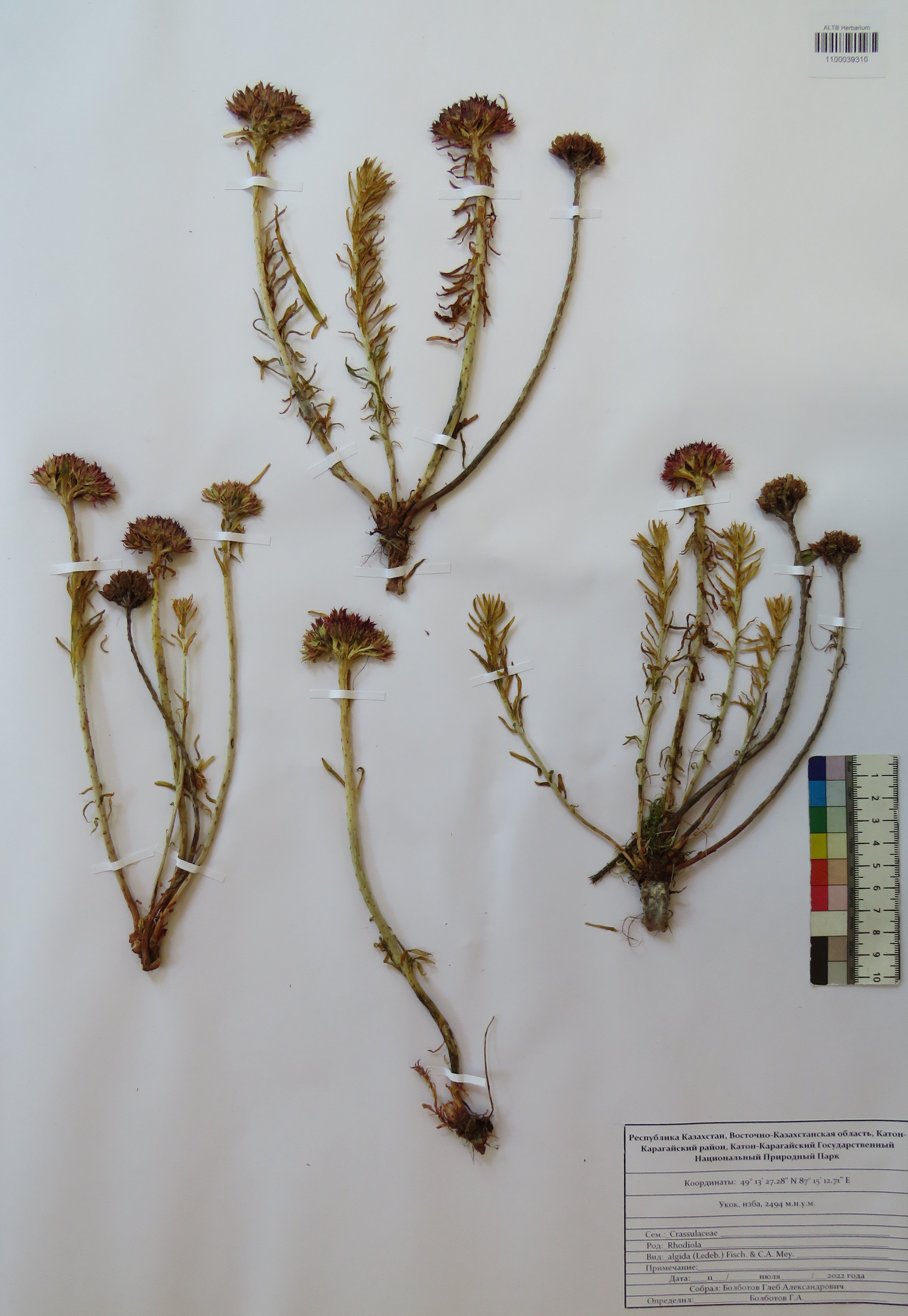 Rhodiola algida (Ledeb.) Fisch. & C.A.Mey.