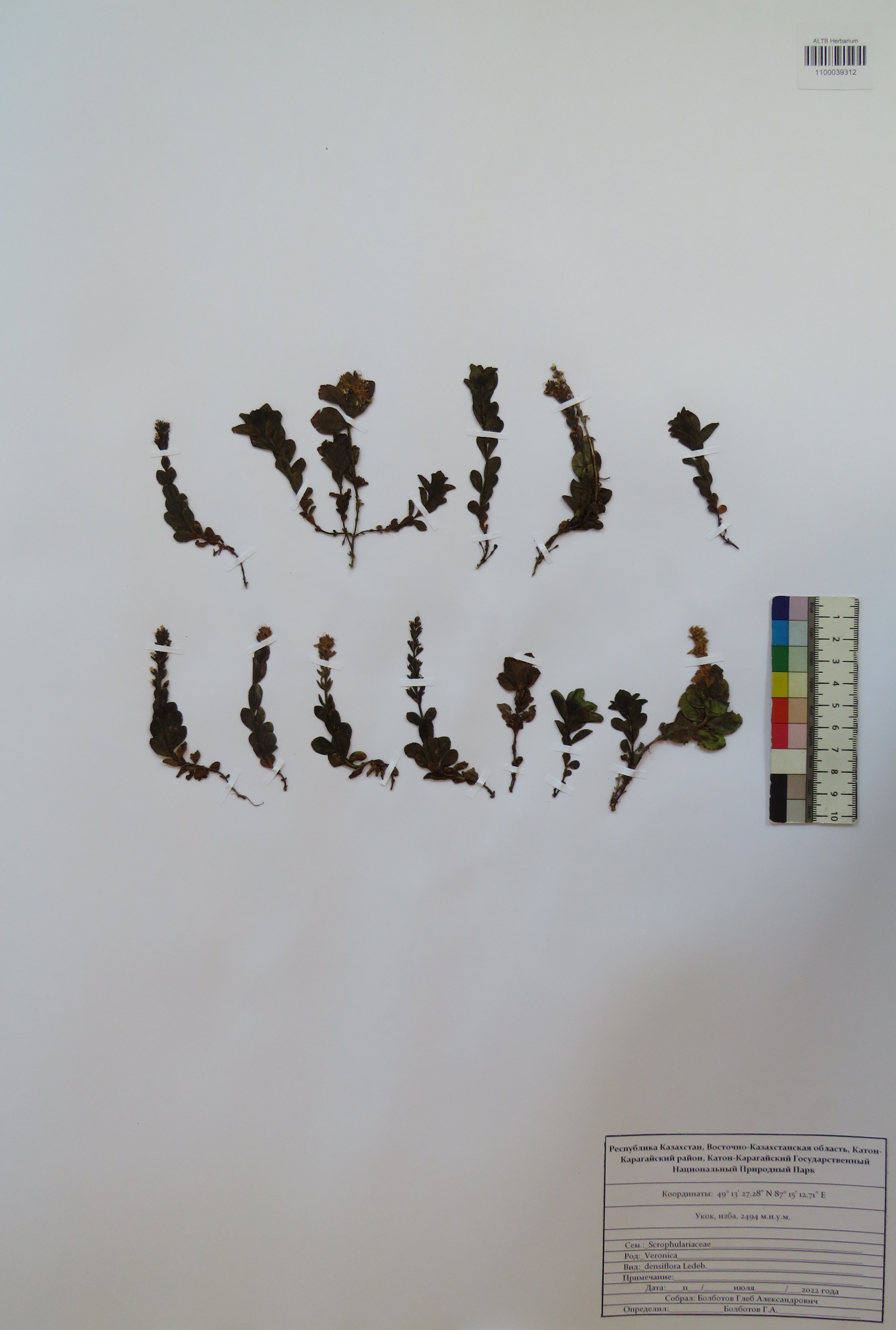 Veronica densiflora Ledeb.