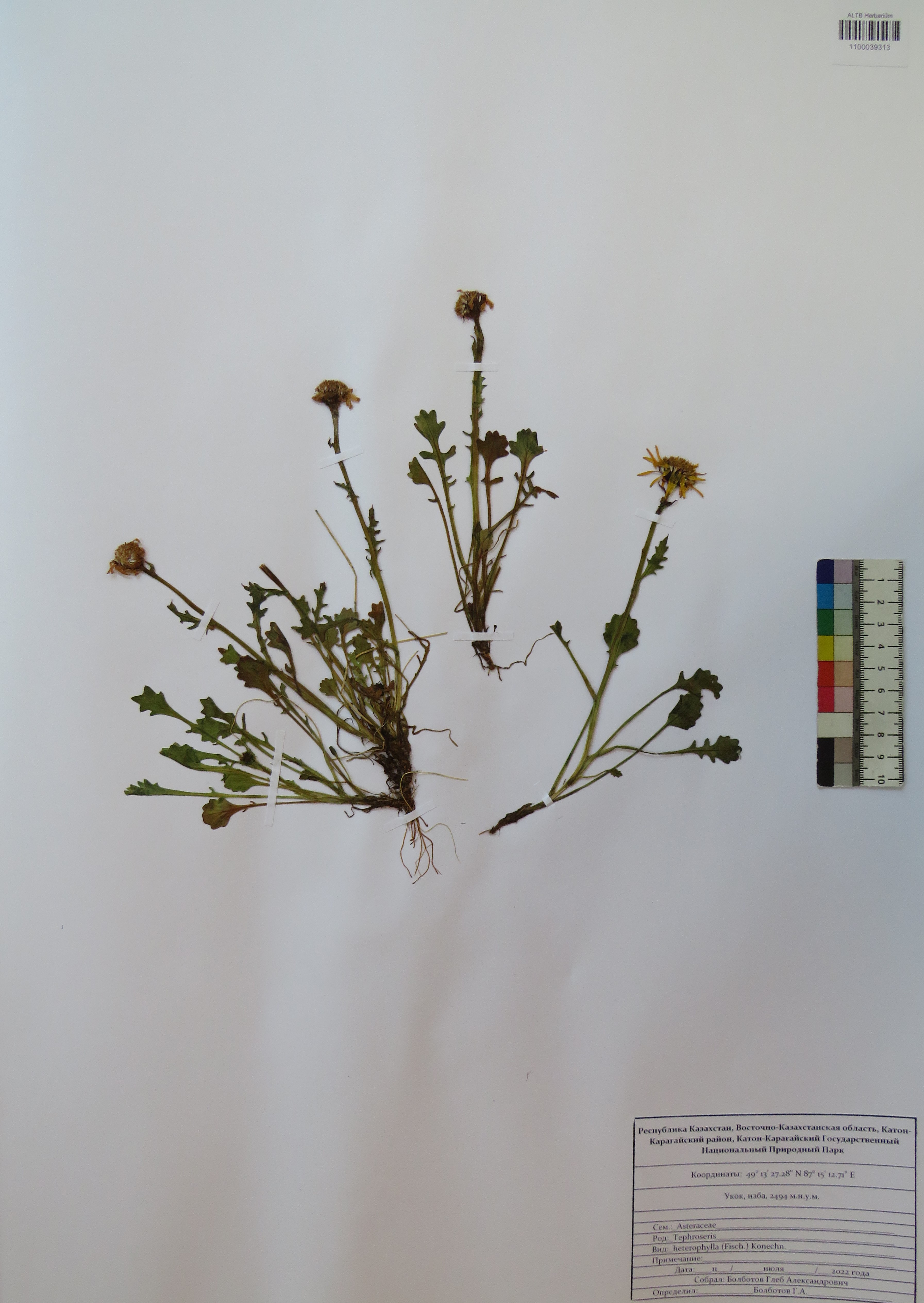 Tephroseris heterophylla (Fisch.) Konechn.