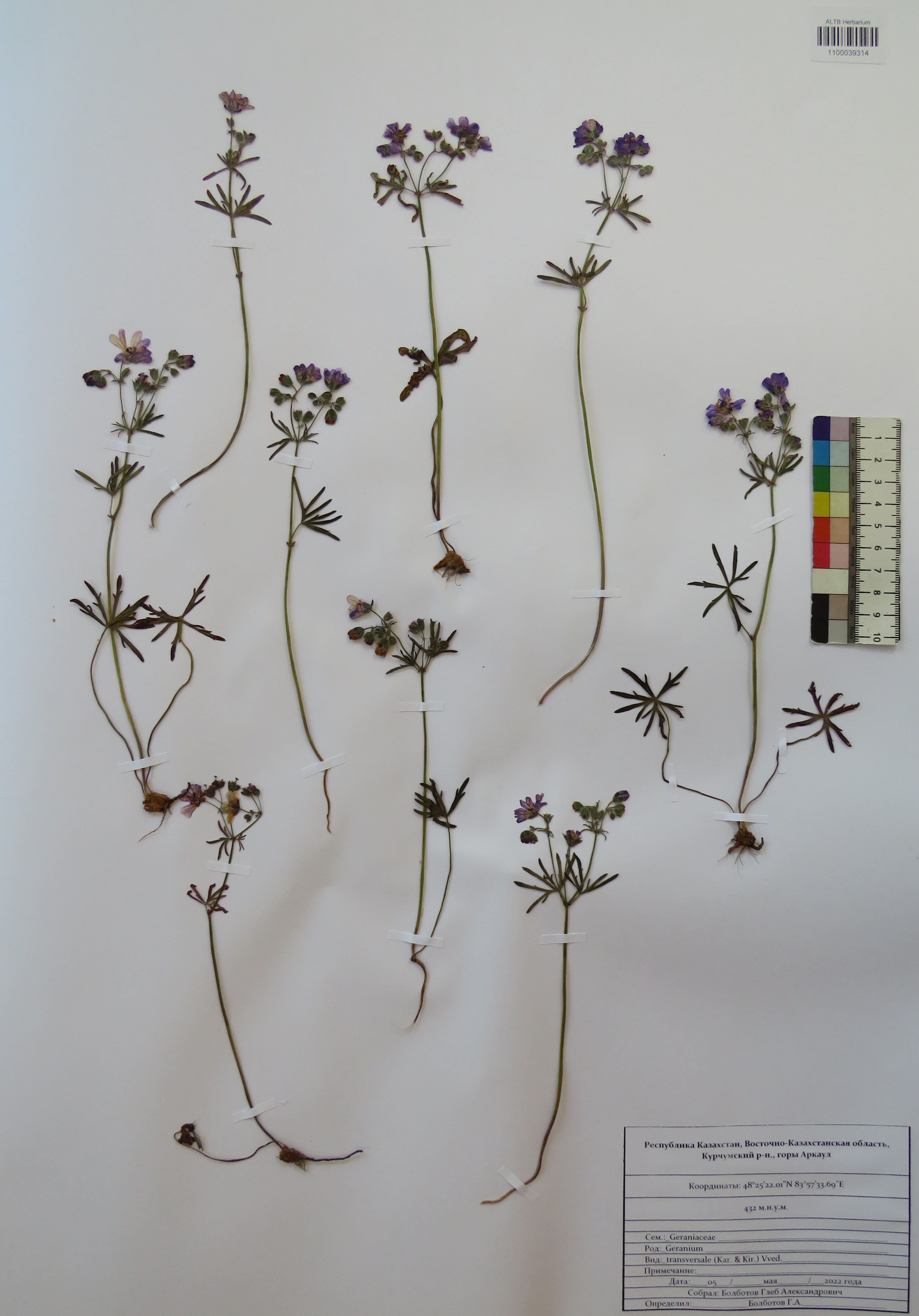 Geranium transversale Vved. ex Pavlov
