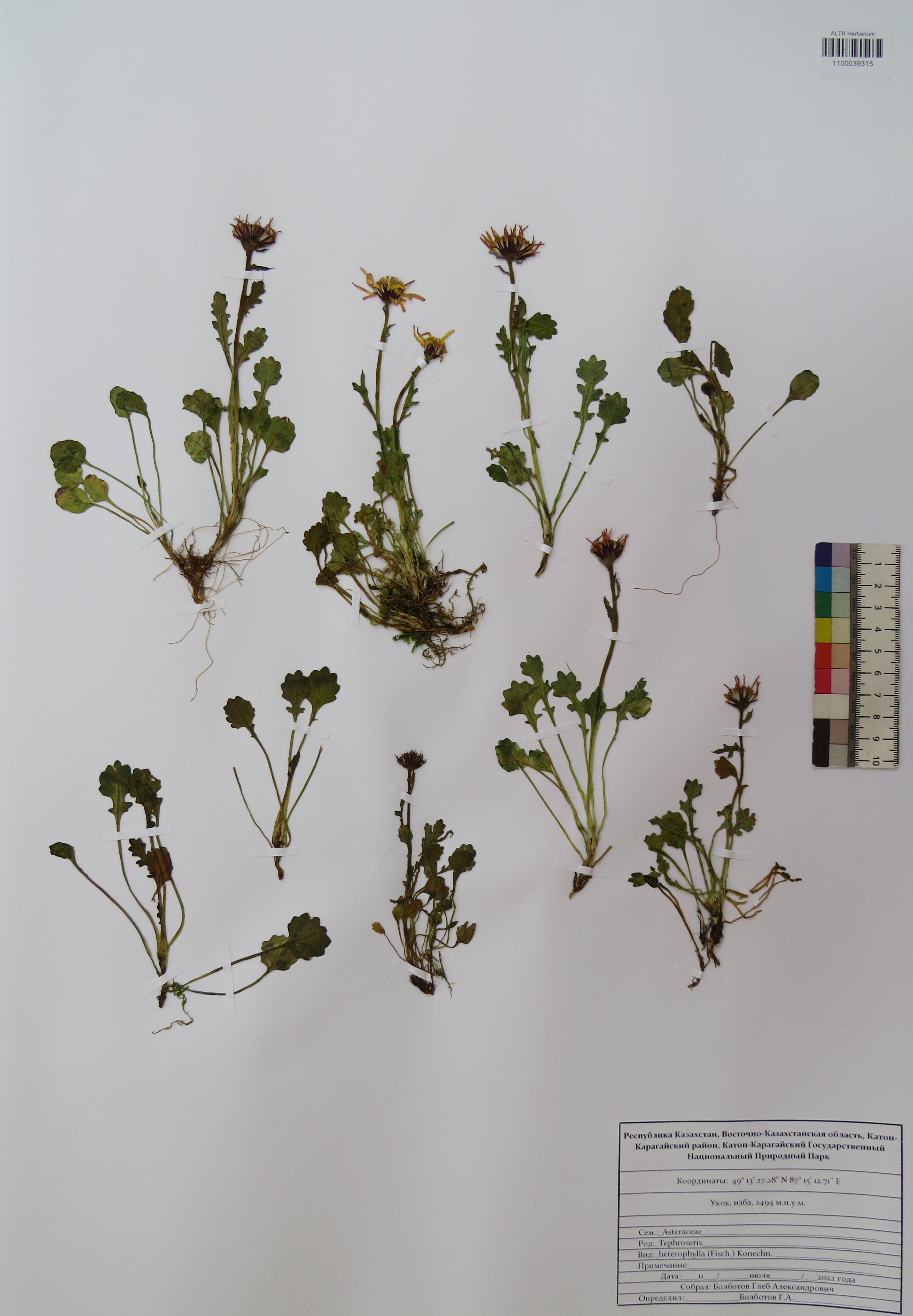 Tephroseris heterophylla (Fisch.) Konechn.