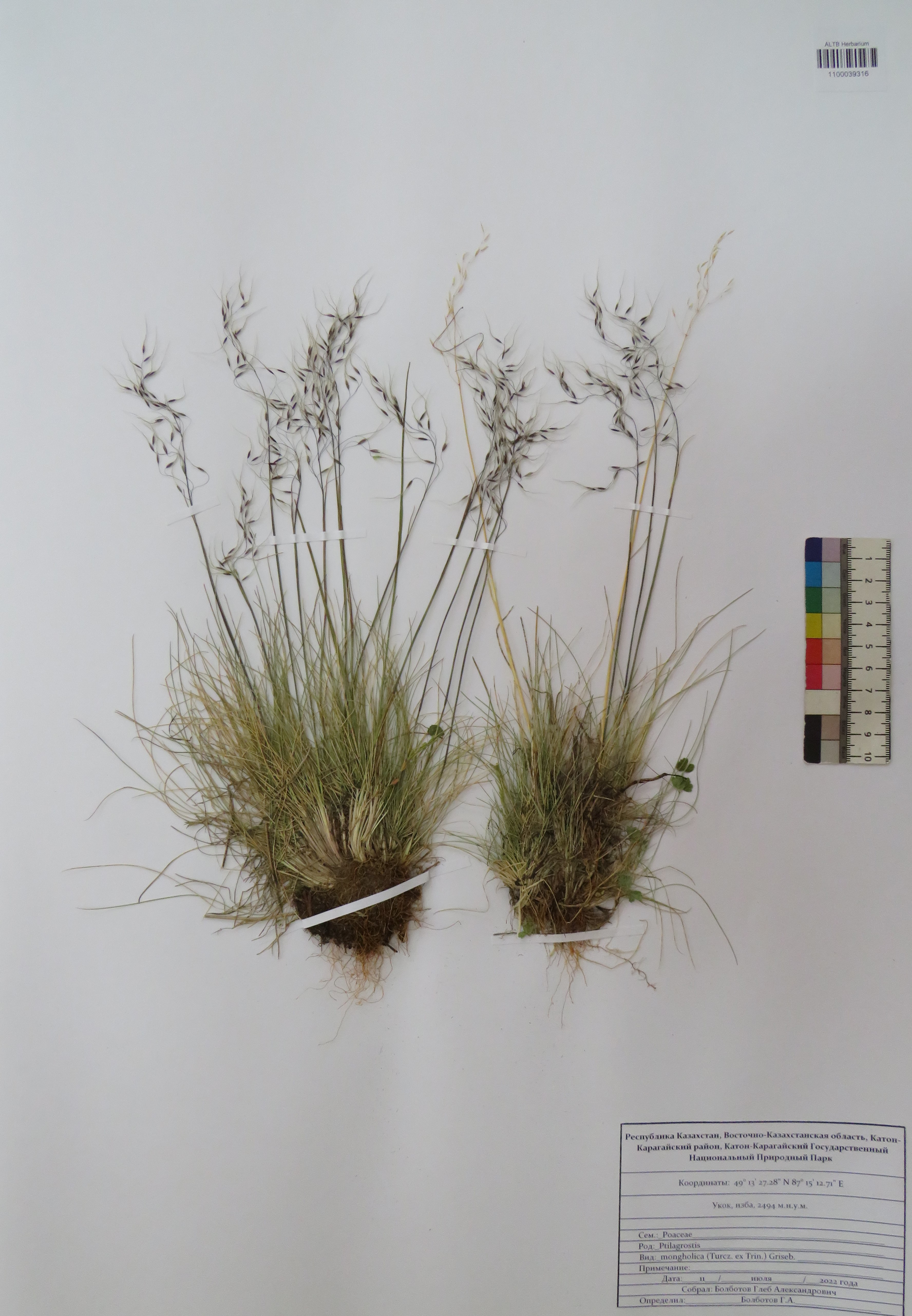 Ptilagrostis mongholica (Turcz. ex Trin.) Griseb.