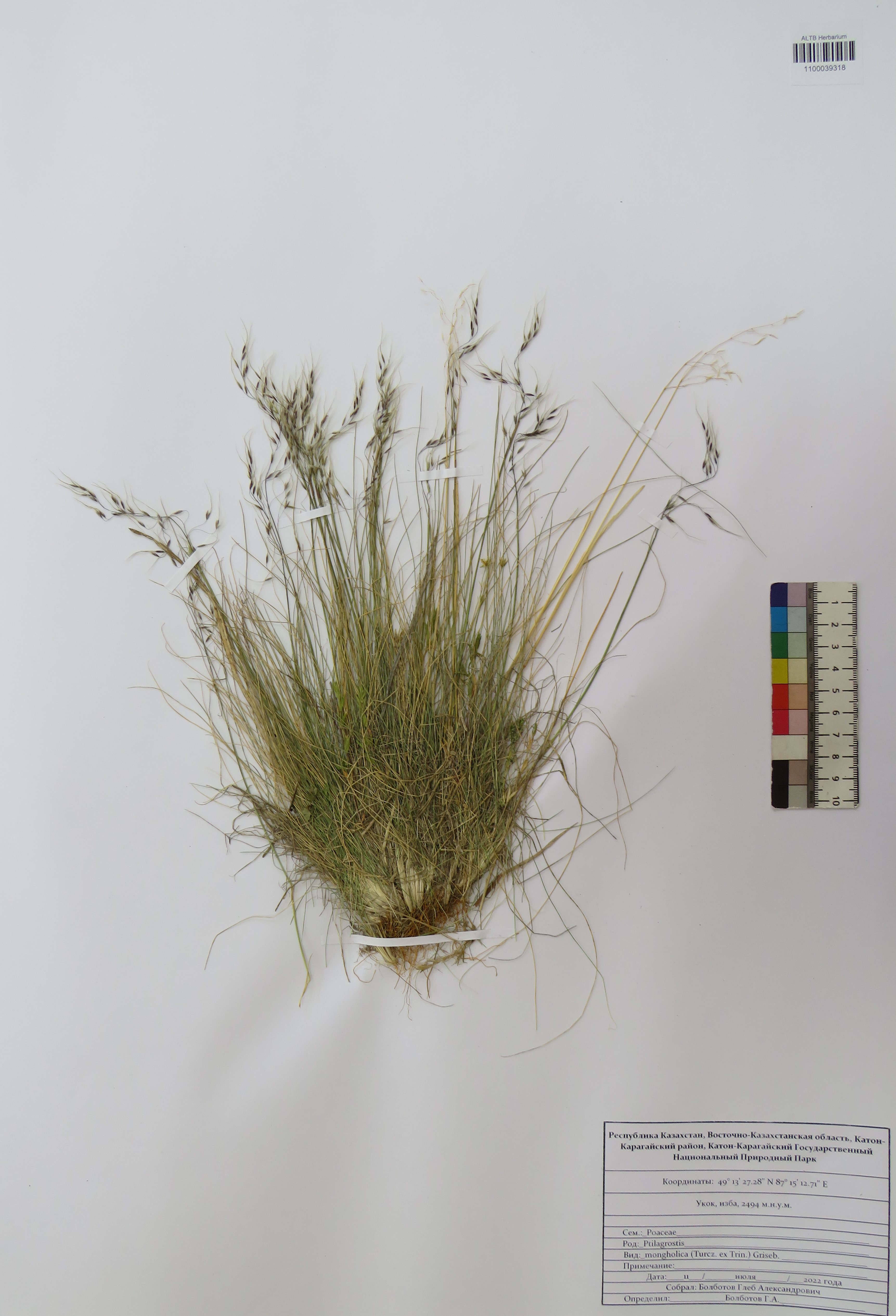 Ptilagrostis mongholica (Turcz. ex Trin.) Griseb.