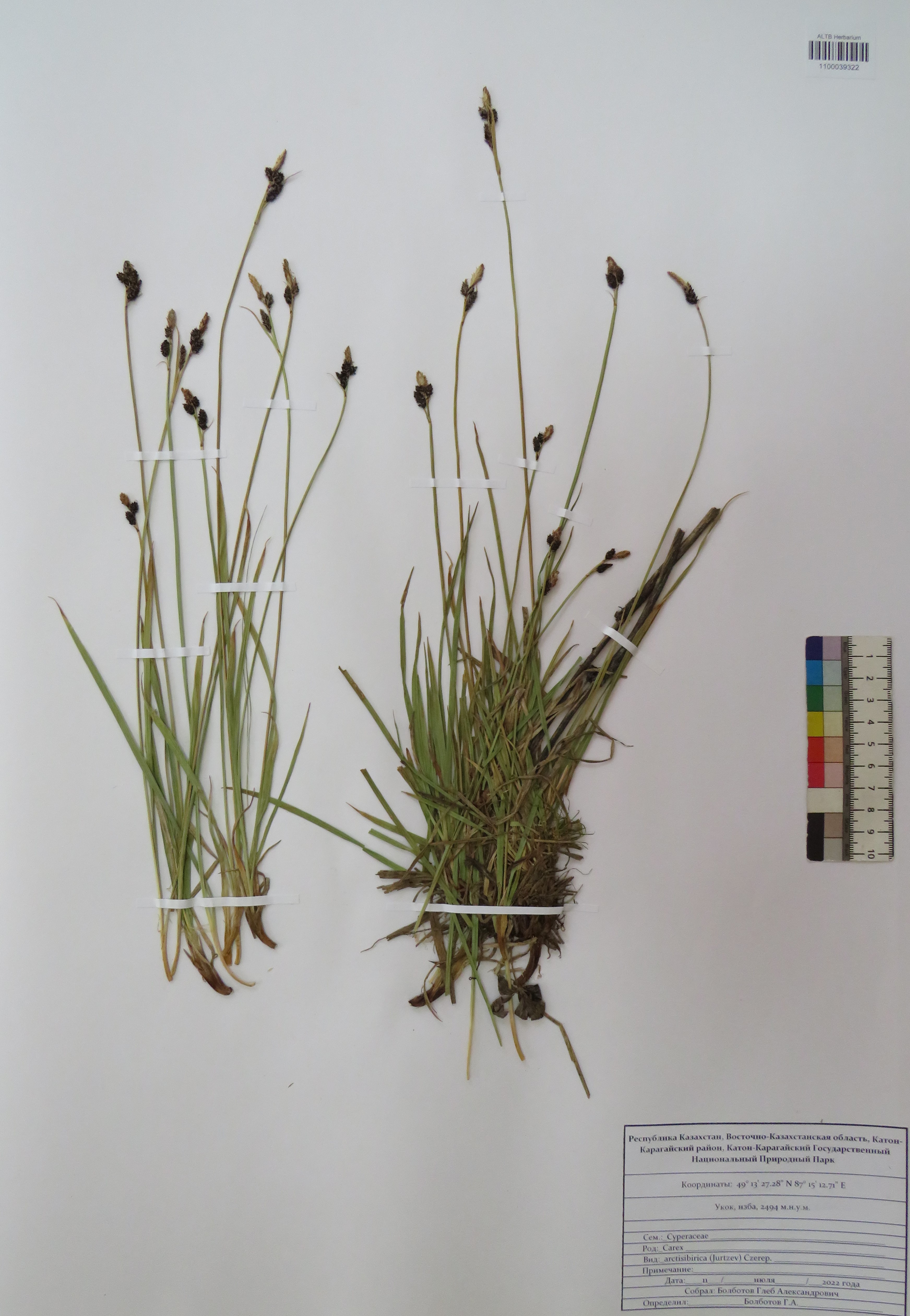 Carex arctisibirica (Jurtzev) Czerep.