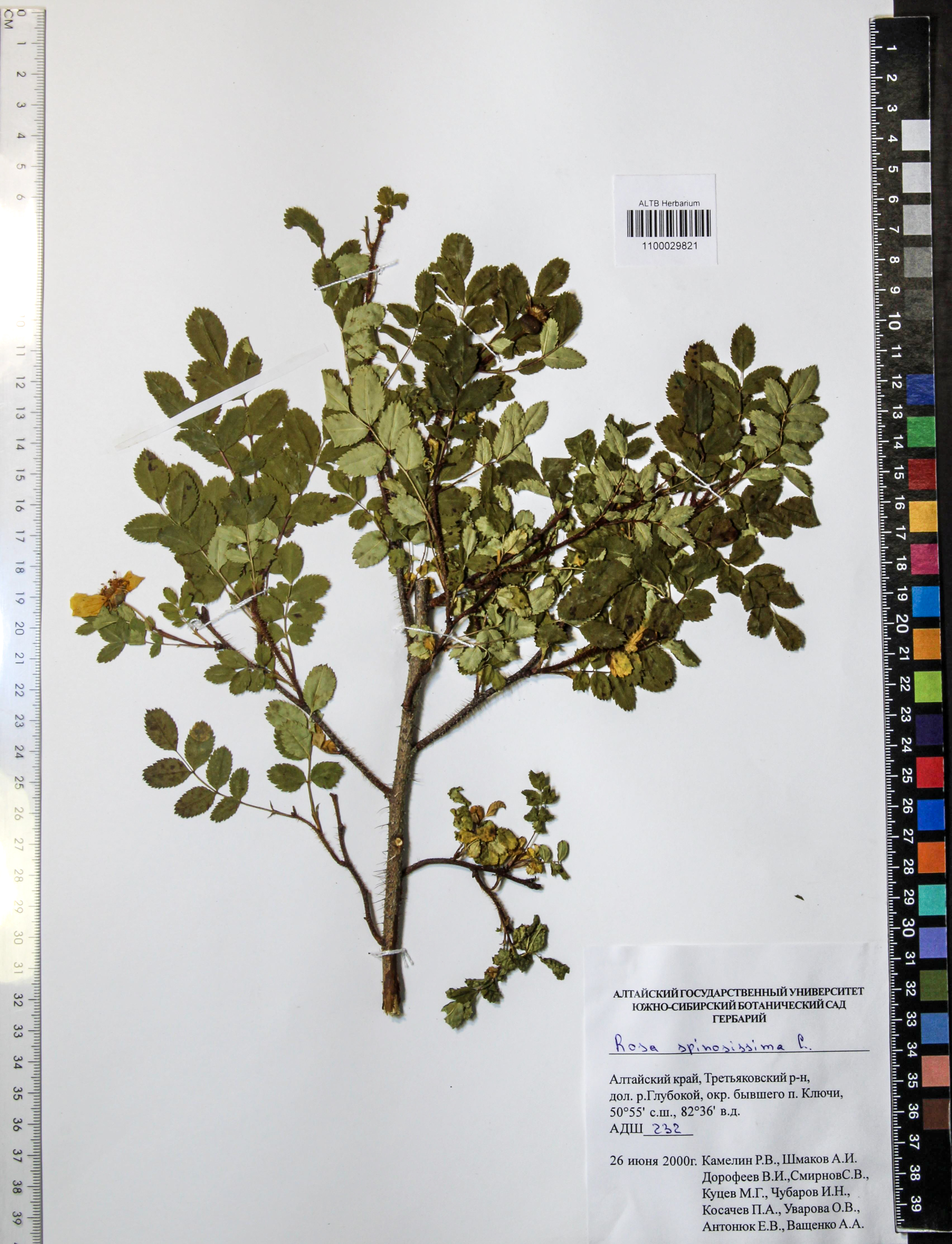 Rosa spinosissima L.