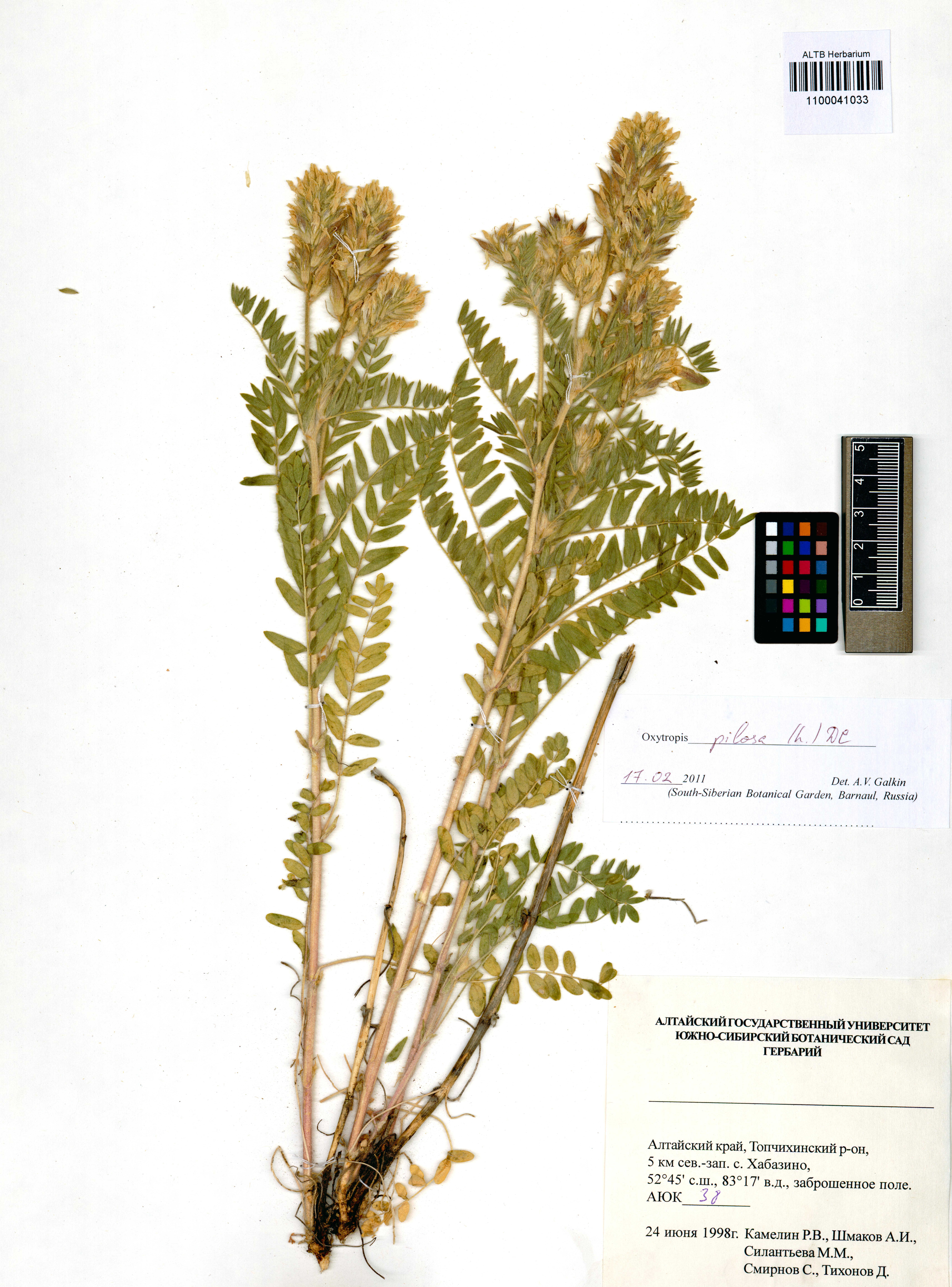 Oxytropis pilosa DC.