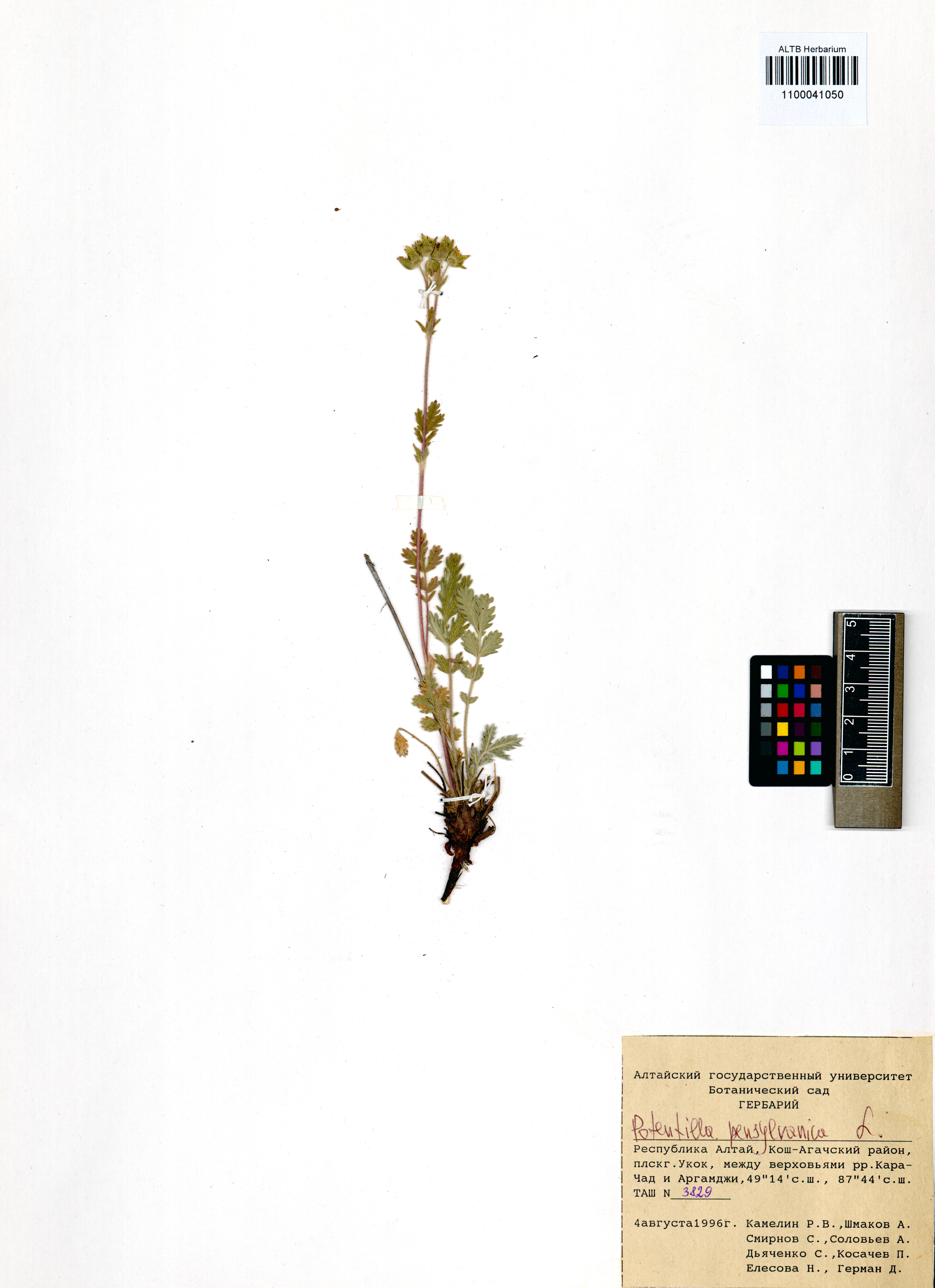 Potentilla pensylvanica L.