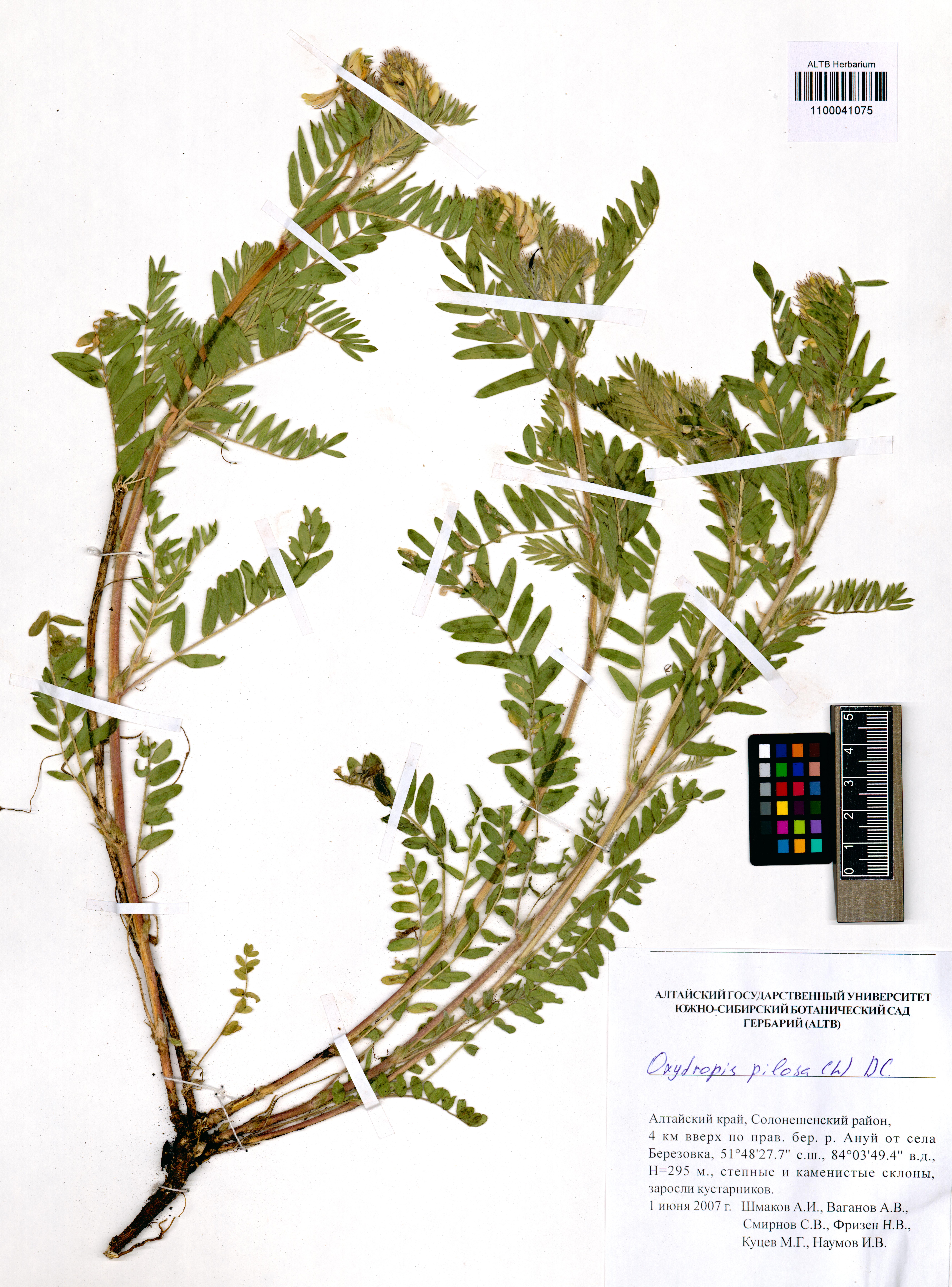 Oxytropis pilosa DC.
