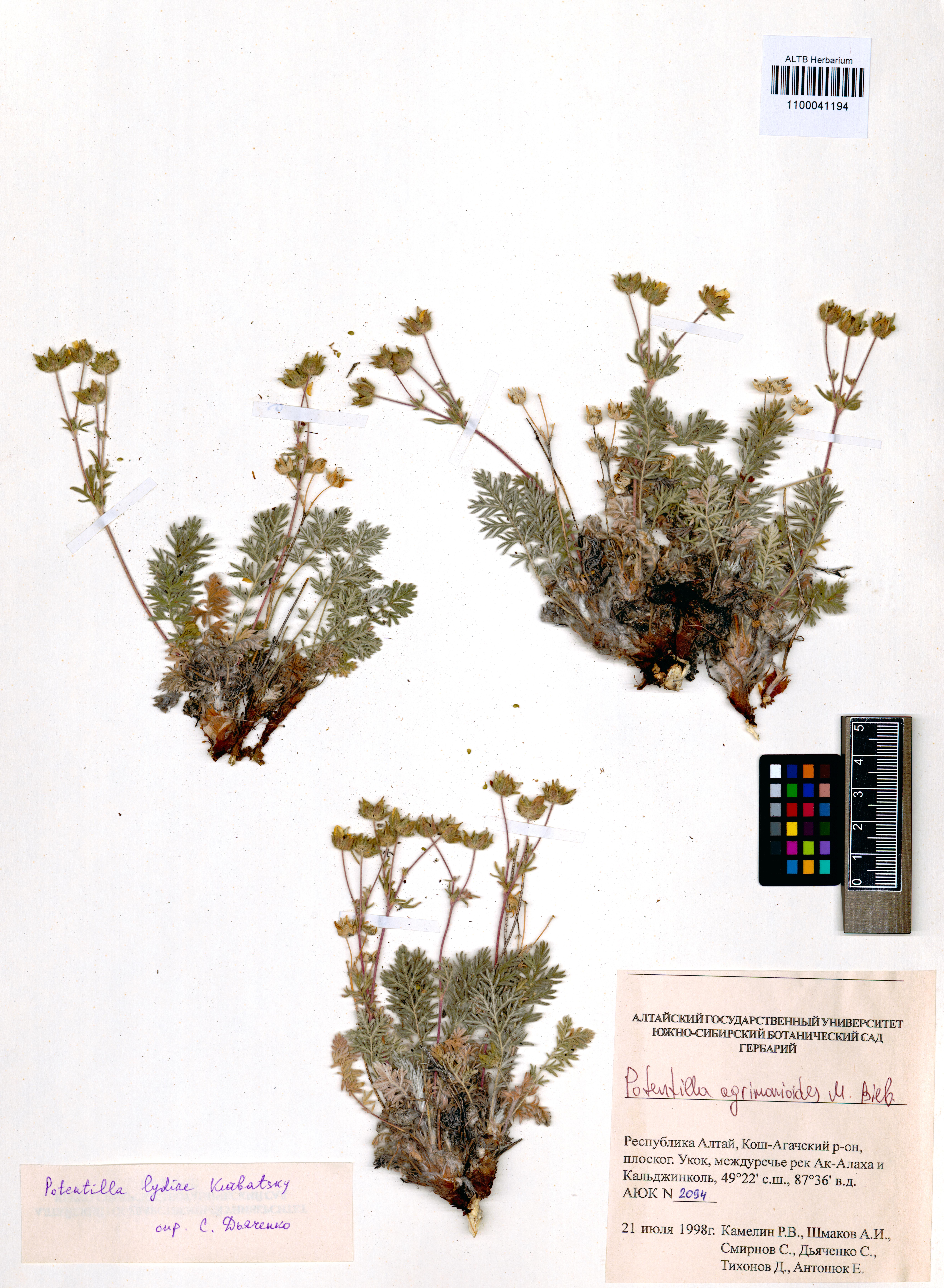 Potentilla agrimonioides M.Bieb.