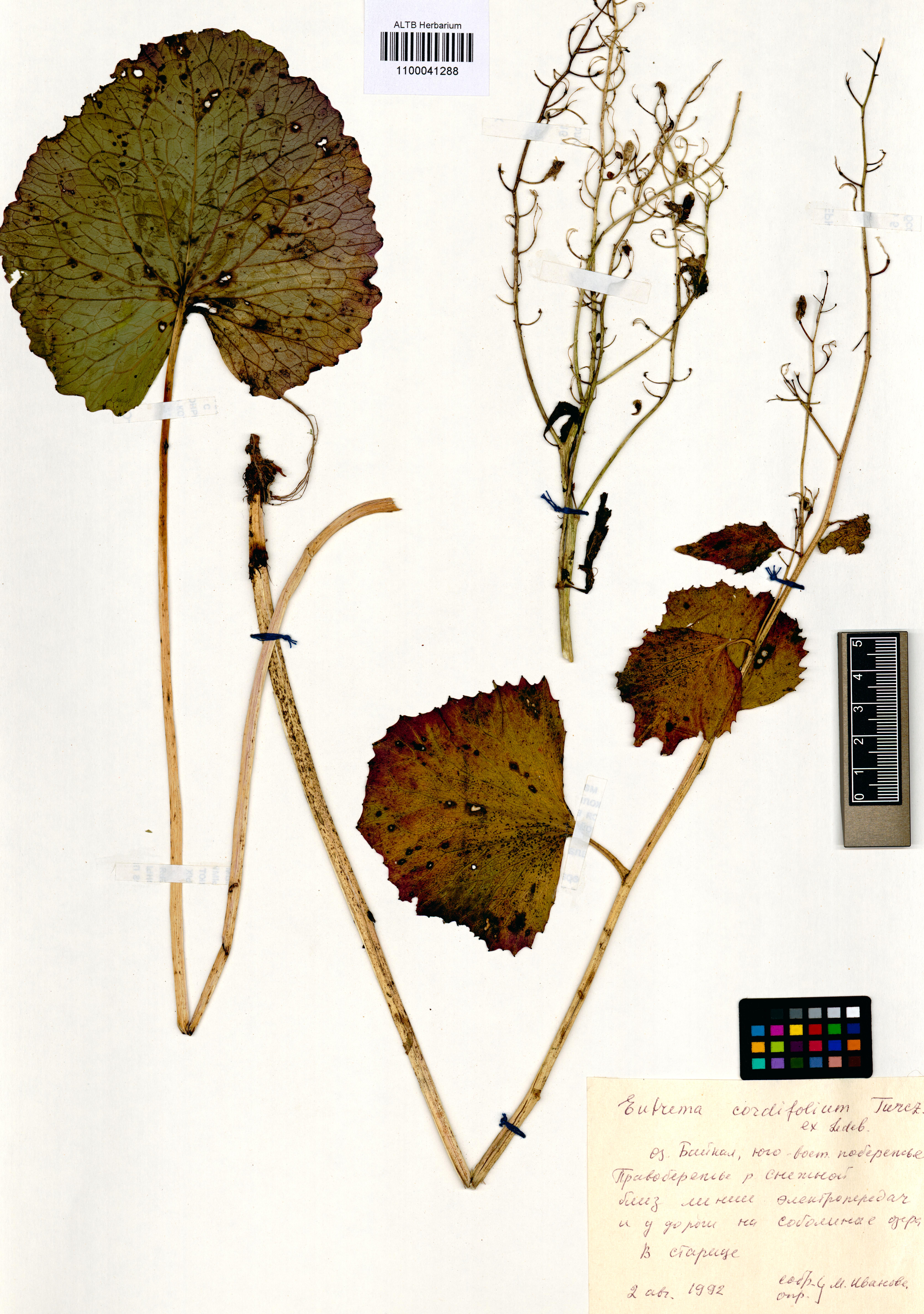 Eutrema cordifolium Turcz.