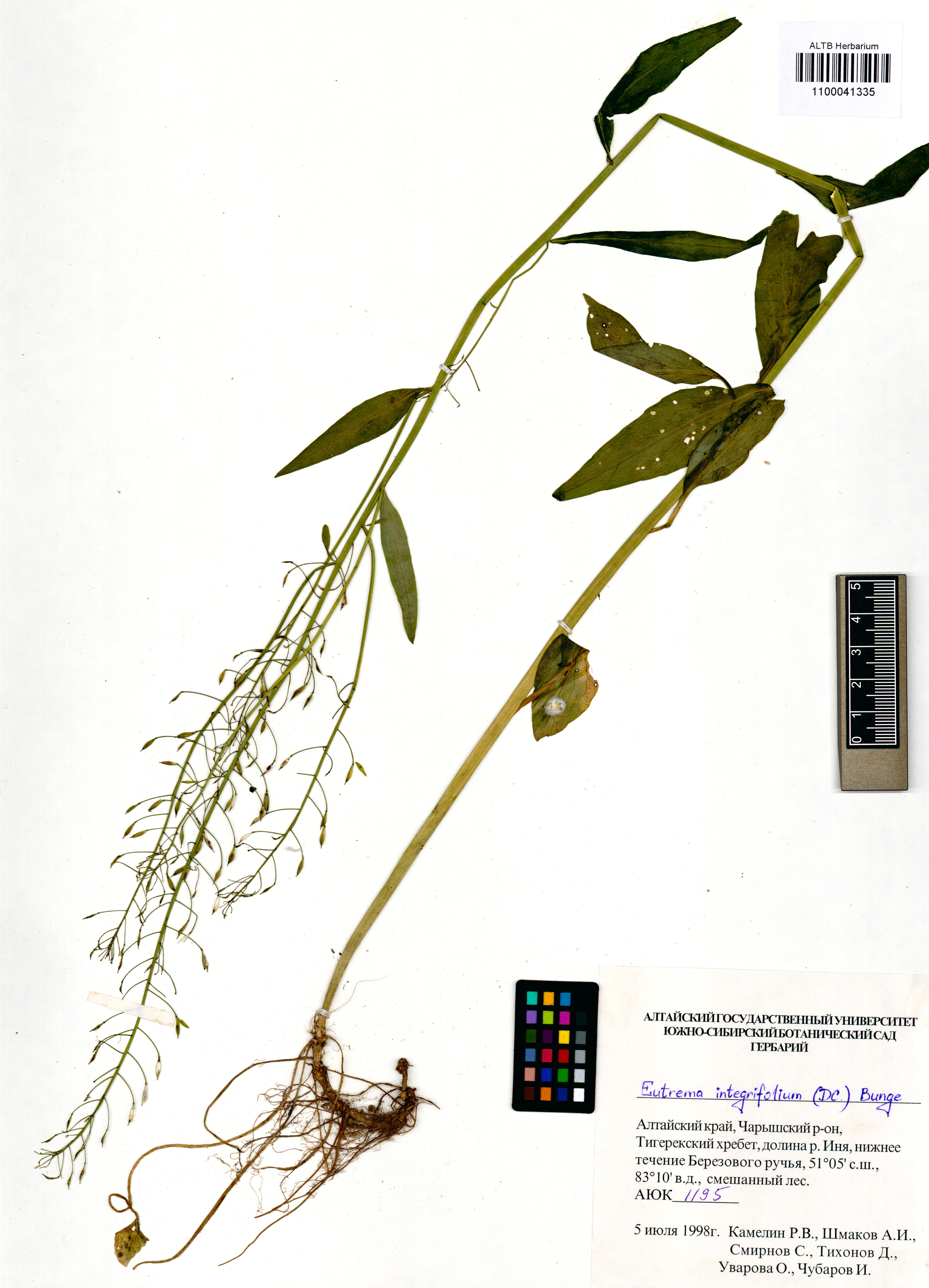 Eutrema integrifolium Bunge