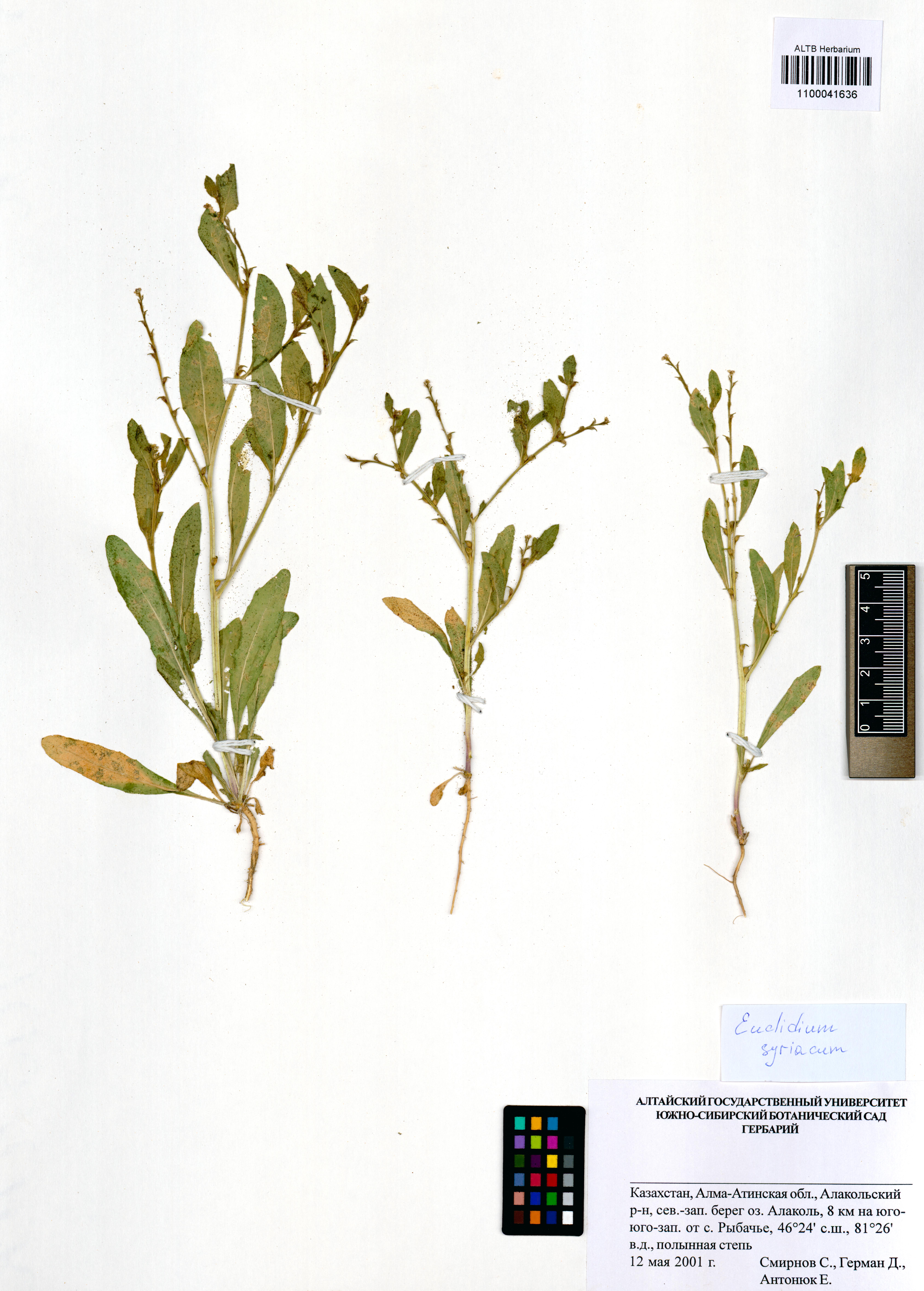 Euclidium syriacum (L.) W.T.Aiton