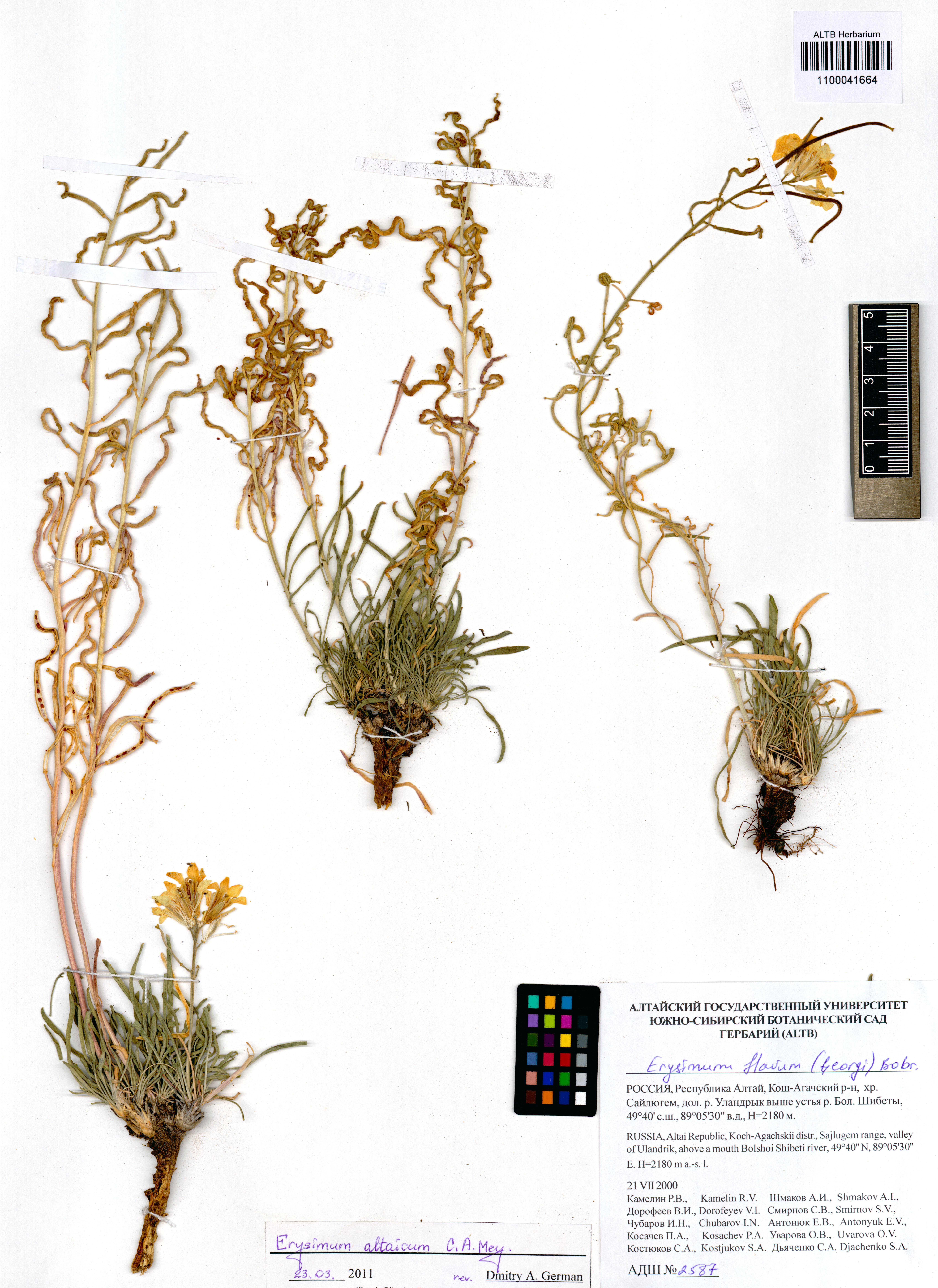 Erysimum altaicum C.A.Mey.