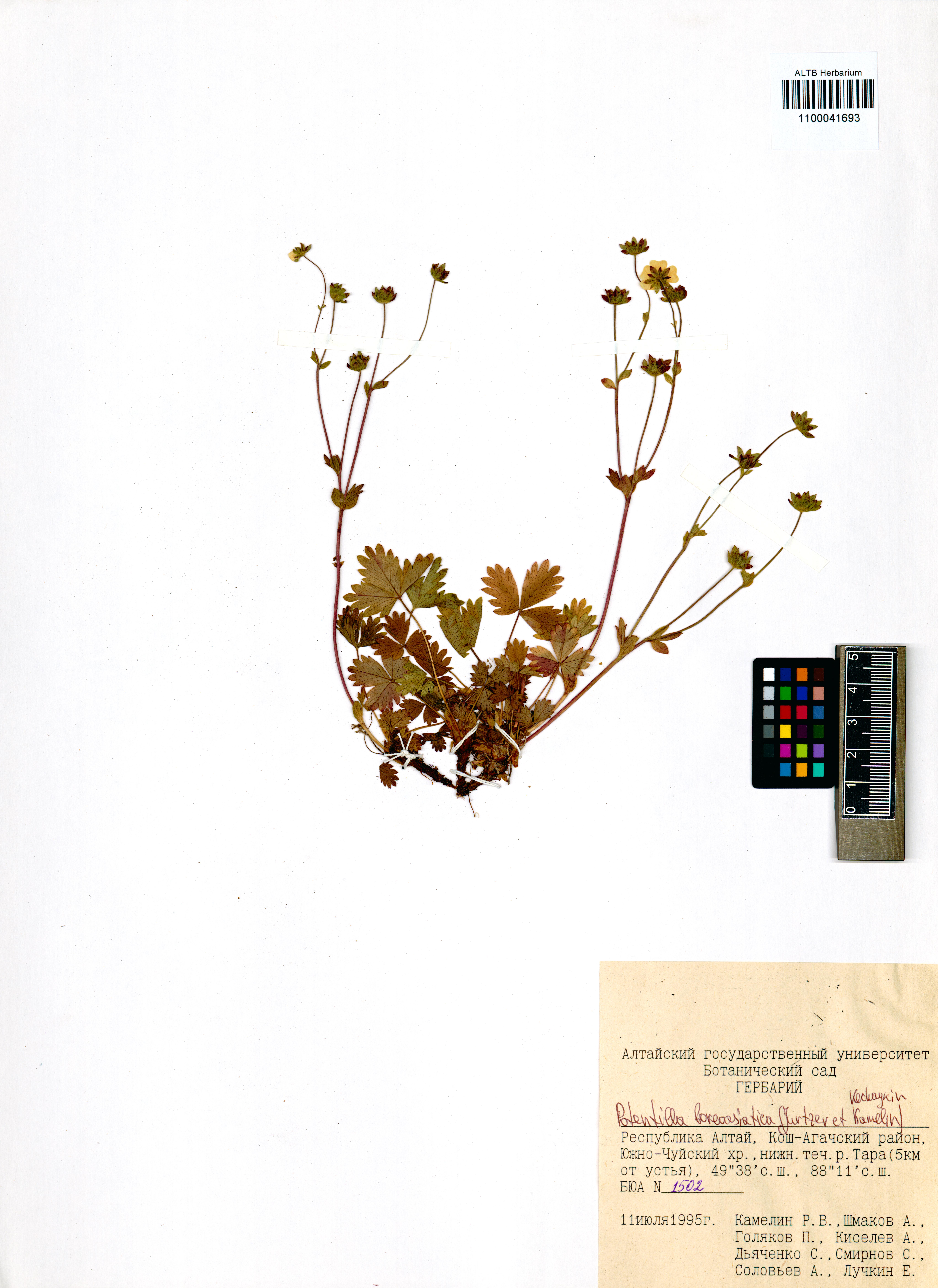 Potentilla boreoasiatica (Jurtzev et Kamelin) Kechaykin